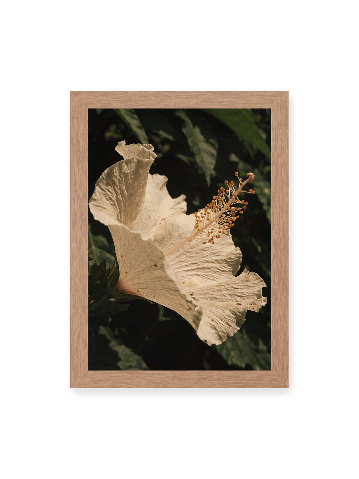 21x30 cm, Eichenrahmen – Helle Hibiskusblüte mit gefalteten Blütenblättern und langem Staubfaden vor dunkelgrünem Blattwerk.