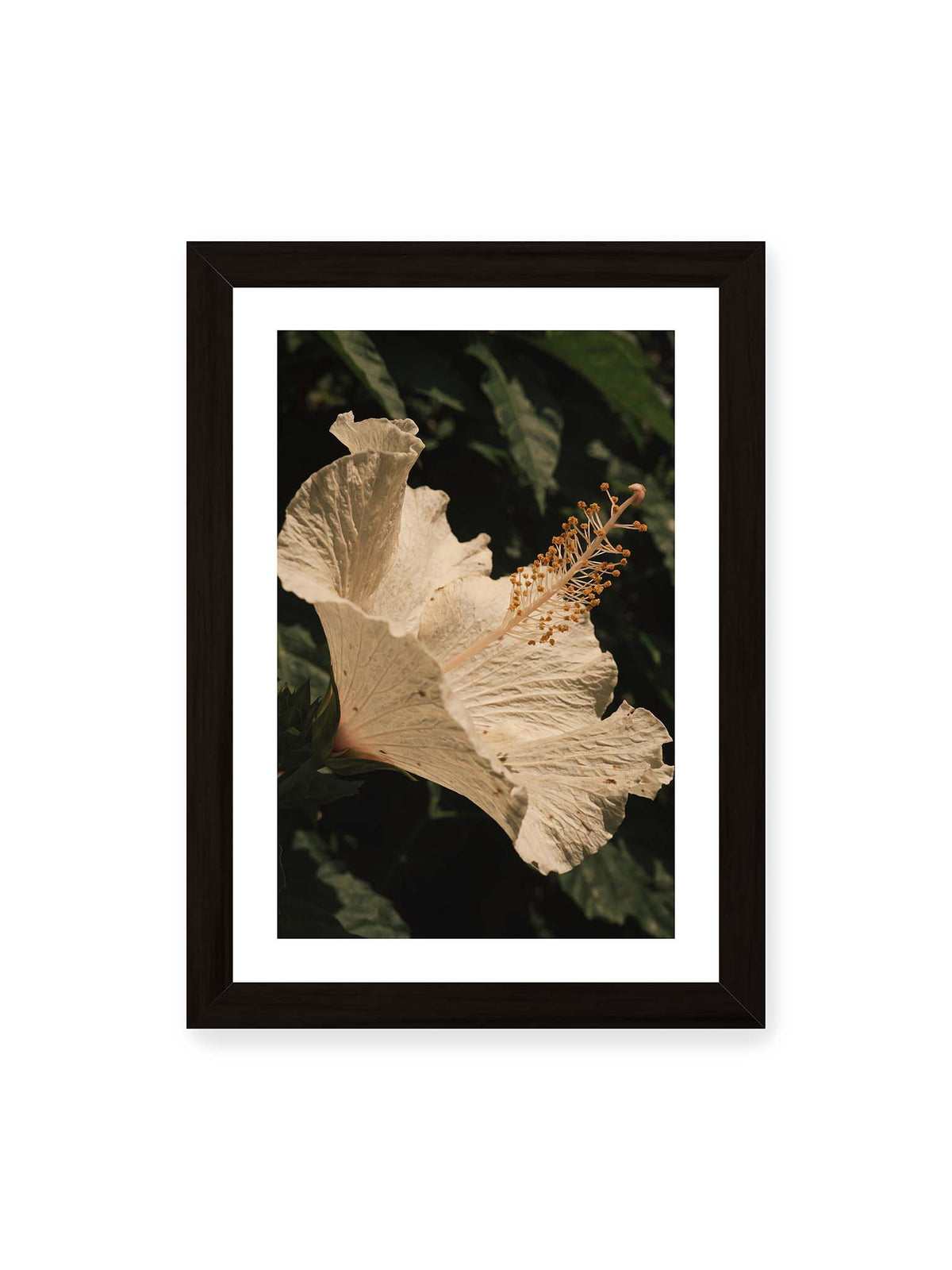 21x30 cm, weißer Galerie-Rand, schwarzer Rahmen – Helle Hibiskusblüte mit gefalteten Blütenblättern und langem Staubfaden vor dunkelgrünem Blattwerk.