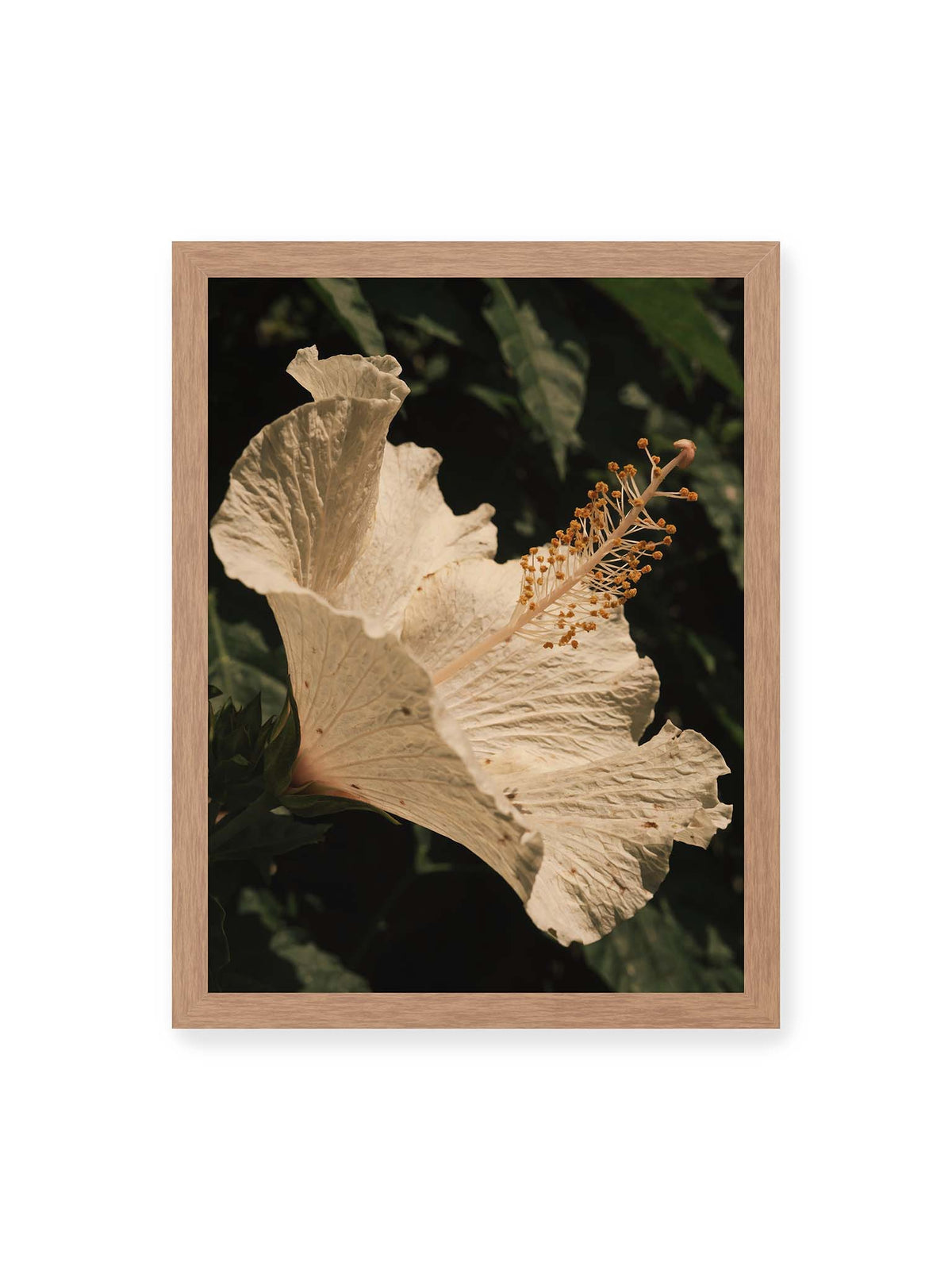 30x40 cm, Eichenrahmen – Helle Hibiskusblüte mit gefalteten Blütenblättern und langem Staubfaden vor dunkelgrünem Blattwerk.