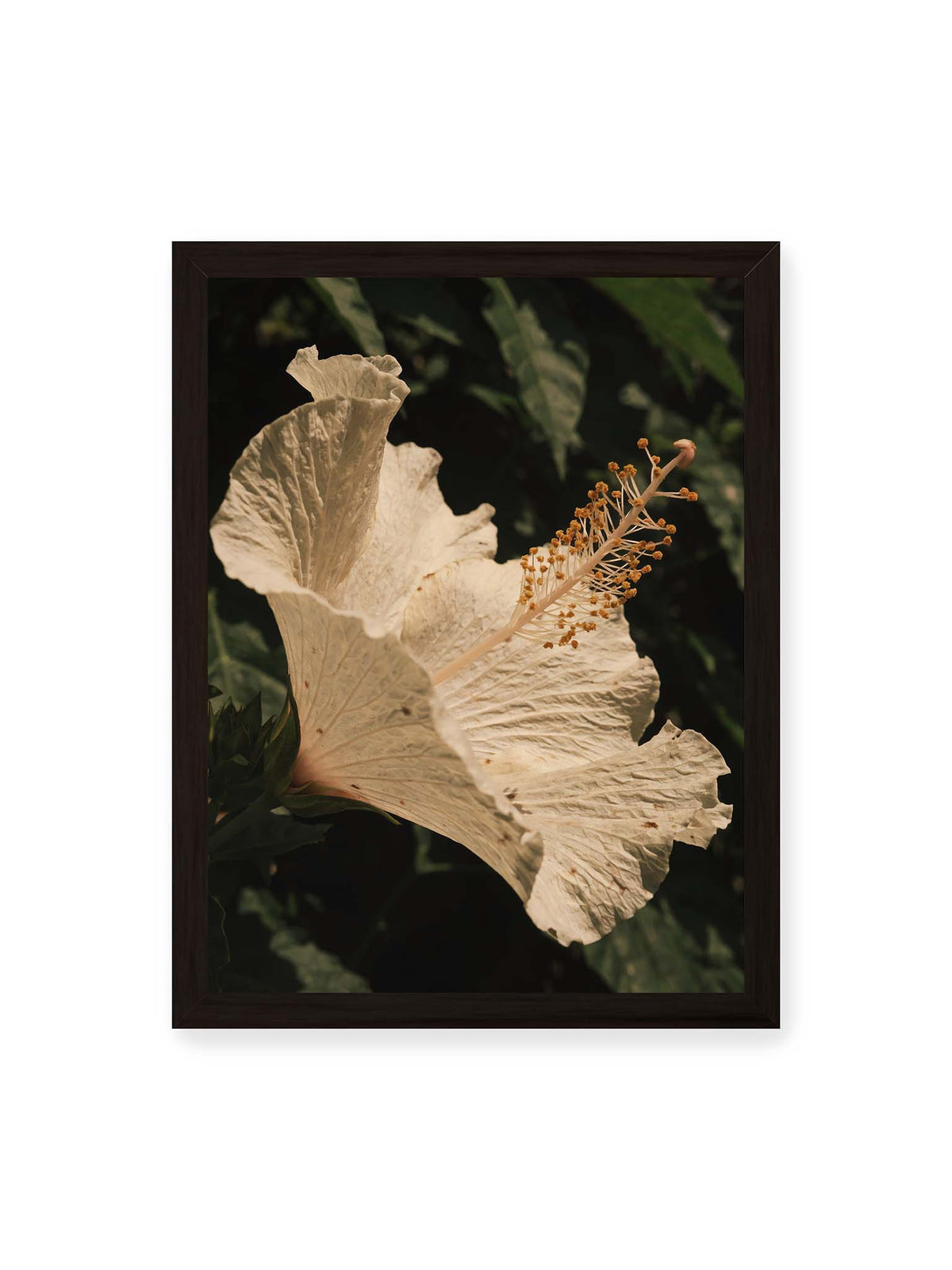 30x40 cm, schwarzer Rahmen – Helle Hibiskusblüte mit gefalteten Blütenblättern und langem Staubfaden vor dunkelgrünem Blattwerk.