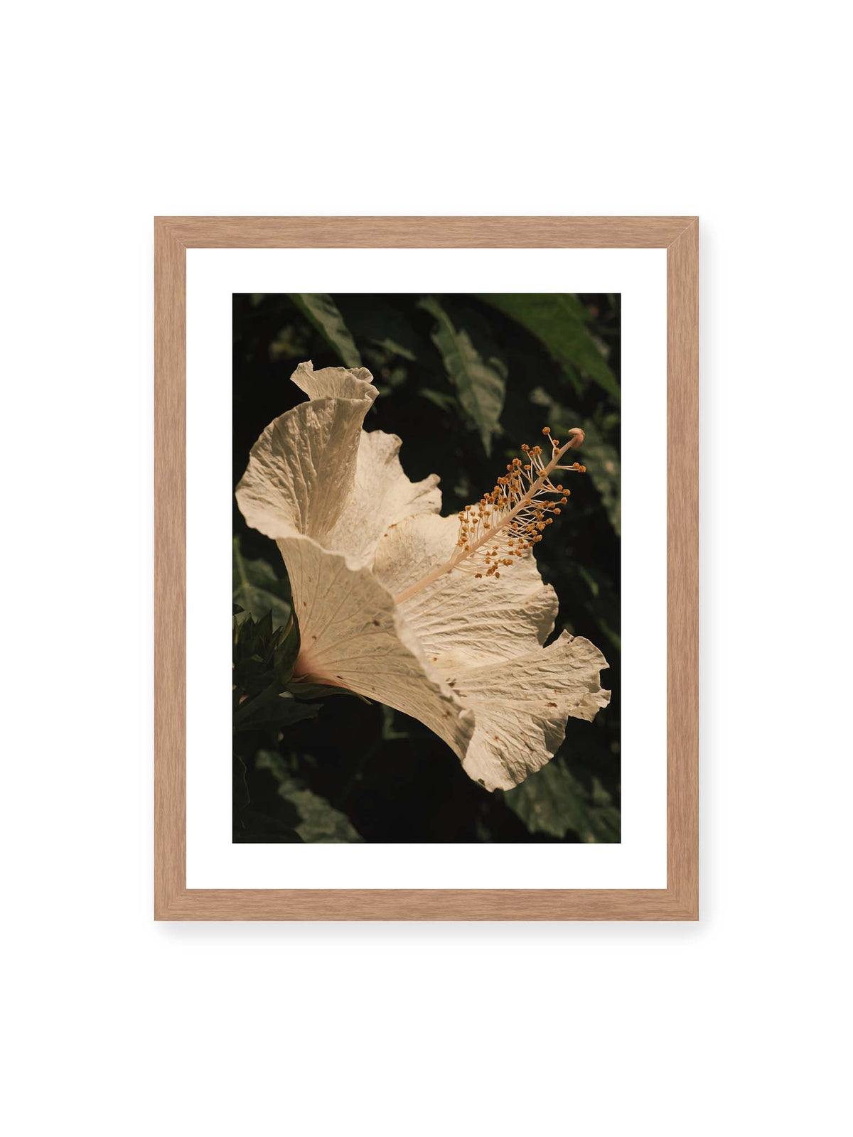 30x40 cm, weißer Galerie-Rand, Eichenrahmen – Helle Hibiskusblüte mit gefalteten Blütenblättern und langem Staubfaden vor dunkelgrünem Blattwerk.