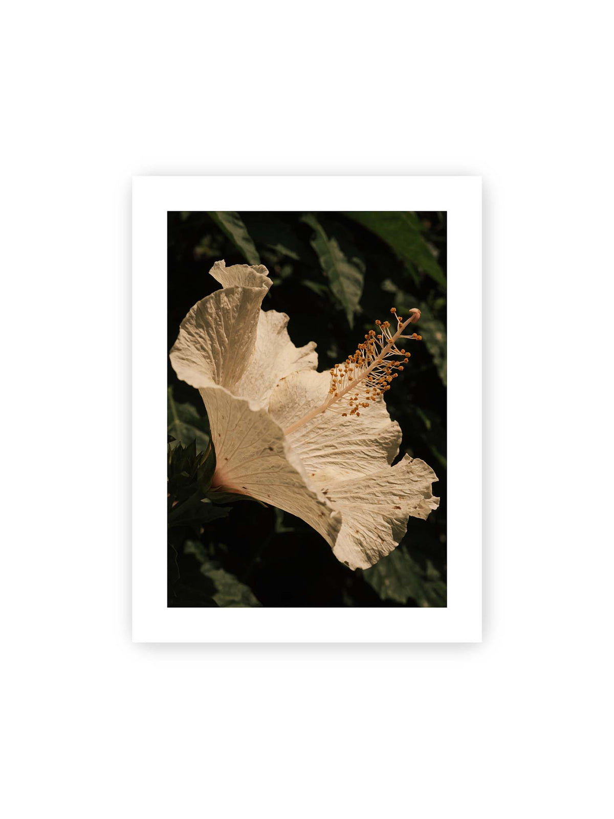 30x40 cm, weißer Galerie-Rand – Helle Hibiskusblüte mit gefalteten Blütenblättern und langem Staubfaden vor dunkelgrünem Blattwerk.