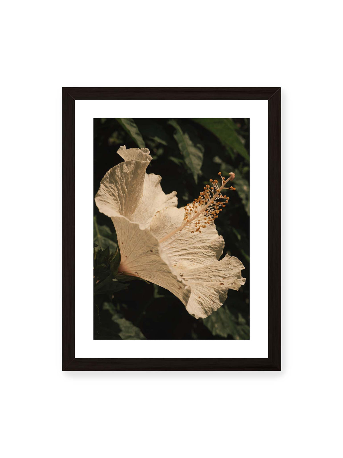 30x40 cm, weißer Galerie-Rand, schwarzer Rahmen – Helle Hibiskusblüte mit gefalteten Blütenblättern und langem Staubfaden vor dunkelgrünem Blattwerk.