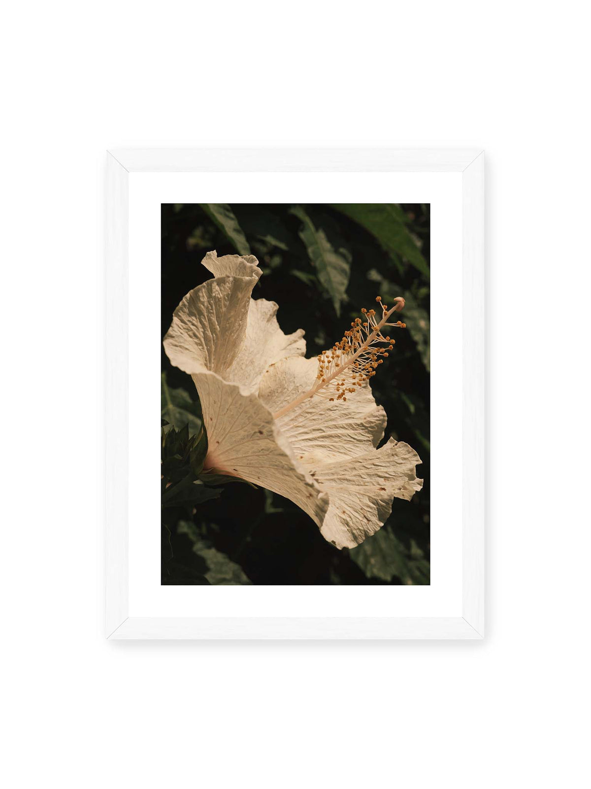 30x40 cm, weißer Galerie-Rand, weißer Rahmen – Helle Hibiskusblüte mit gefalteten Blütenblättern und langem Staubfaden vor dunkelgrünem Blattwerk.