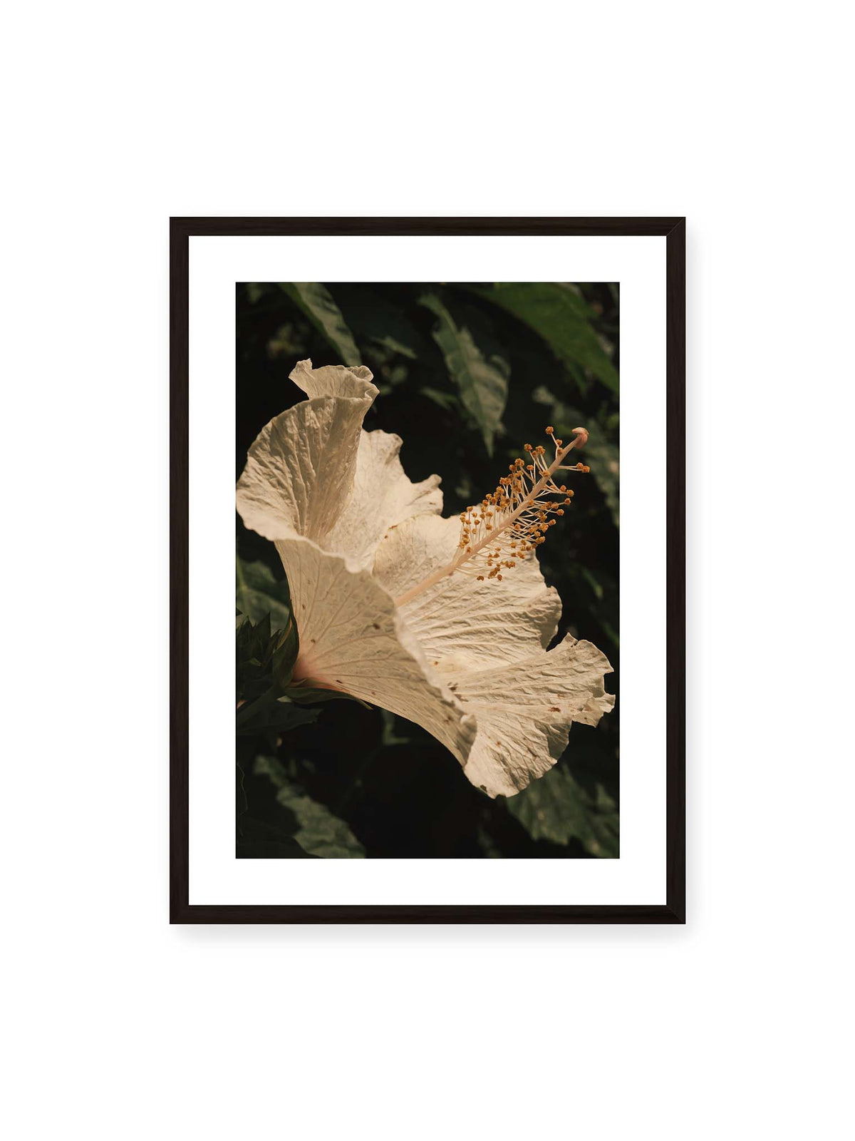 50x70 cm, weißer Galerie-Rand, schwarzer Rahmen – Helle Hibiskusblüte mit gefalteten Blütenblättern und langem Staubfaden vor dunkelgrünem Blattwerk.