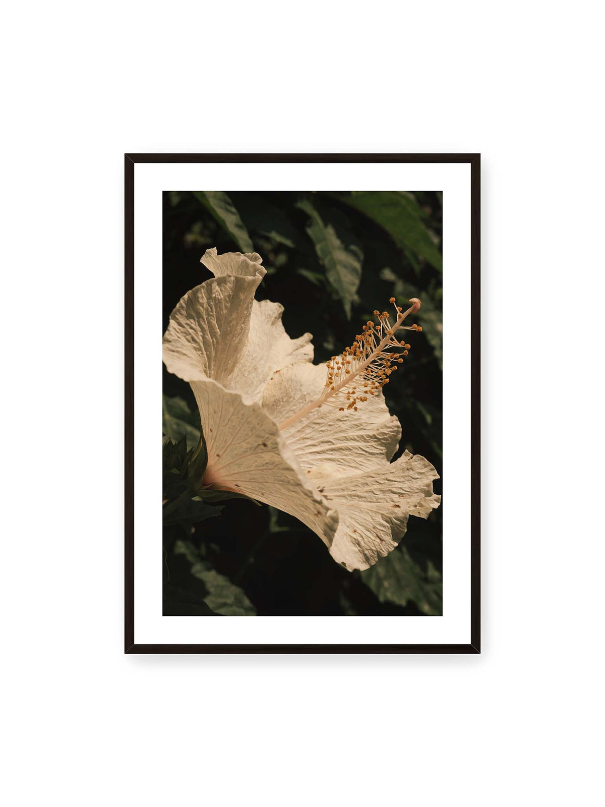 70x100 cm, weißer Galerie-Rand, schwarzer Rahmen – Helle Hibiskusblüte mit gefalteten Blütenblättern und langem Staubfaden vor dunkelgrünem Blattwerk.