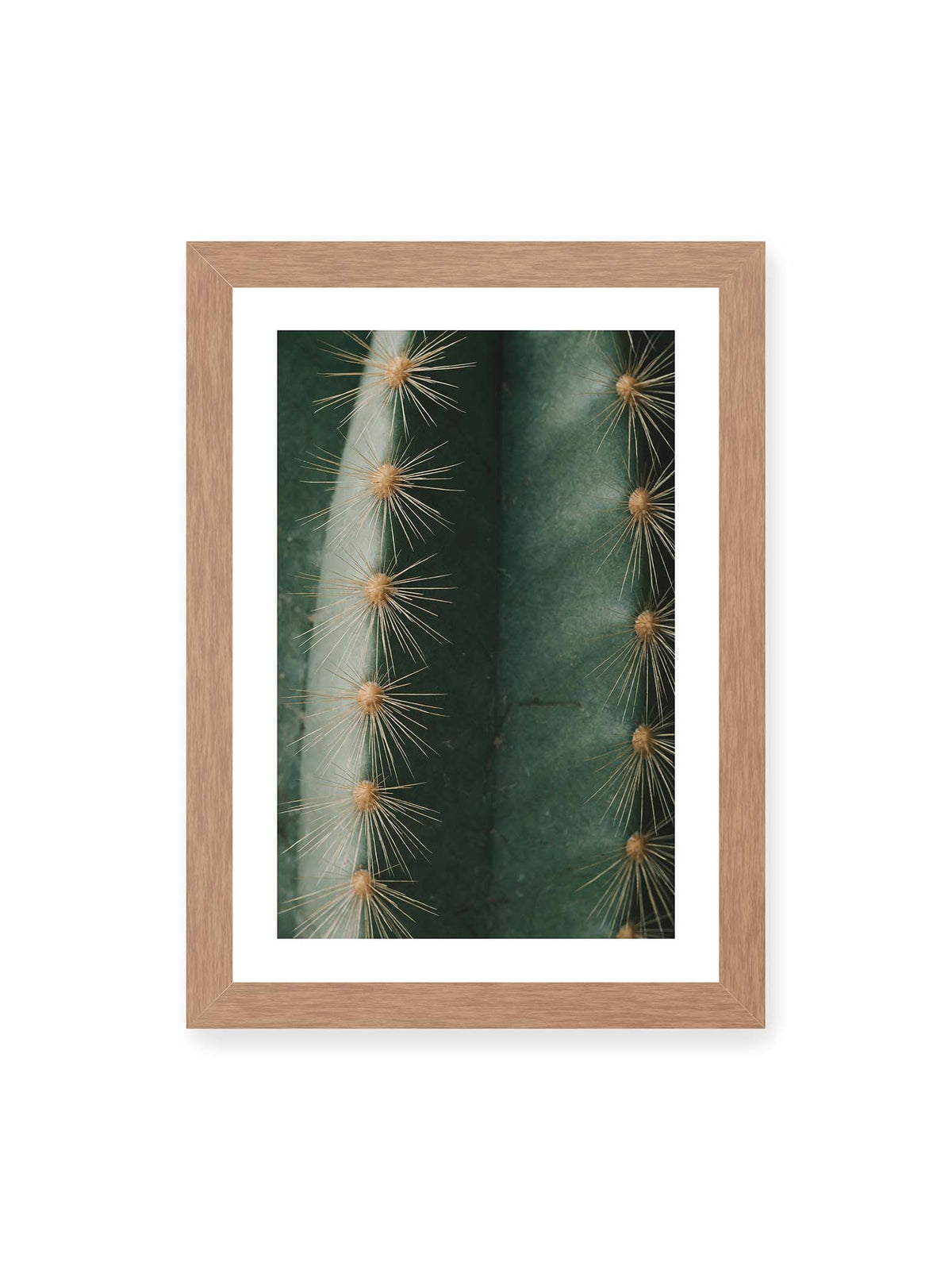 21x30 cm, weißer Galerie-Rand, Eichenrahmen – Nahaufnahme eines grünen Kaktus mit langen goldfarbenen Dornen entlang vertikaler Rippen.