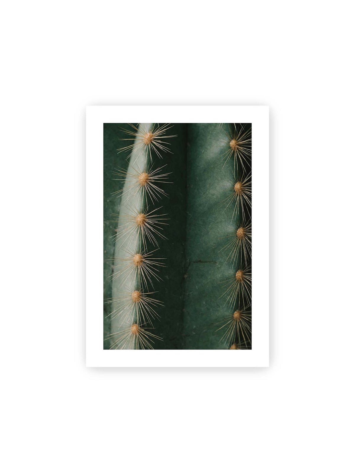 21x30 cm, weißer Galerie-Rand – Nahaufnahme eines grünen Kaktus mit langen goldfarbenen Dornen entlang vertikaler Rippen.