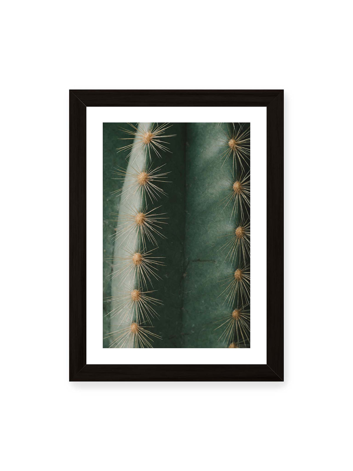 21x30 cm, weißer Galerie-Rand, schwarzer Rahmen – Nahaufnahme eines grünen Kaktus mit langen goldfarbenen Dornen entlang vertikaler Rippen.
