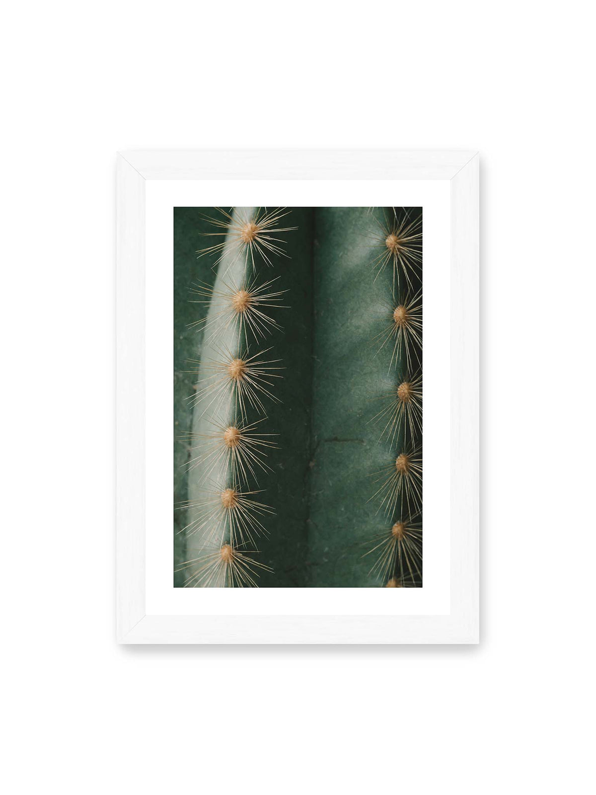 21x30 cm, weißer Galerie-Rand, weißer Rahmen – Nahaufnahme eines grünen Kaktus mit langen goldfarbenen Dornen entlang vertikaler Rippen.