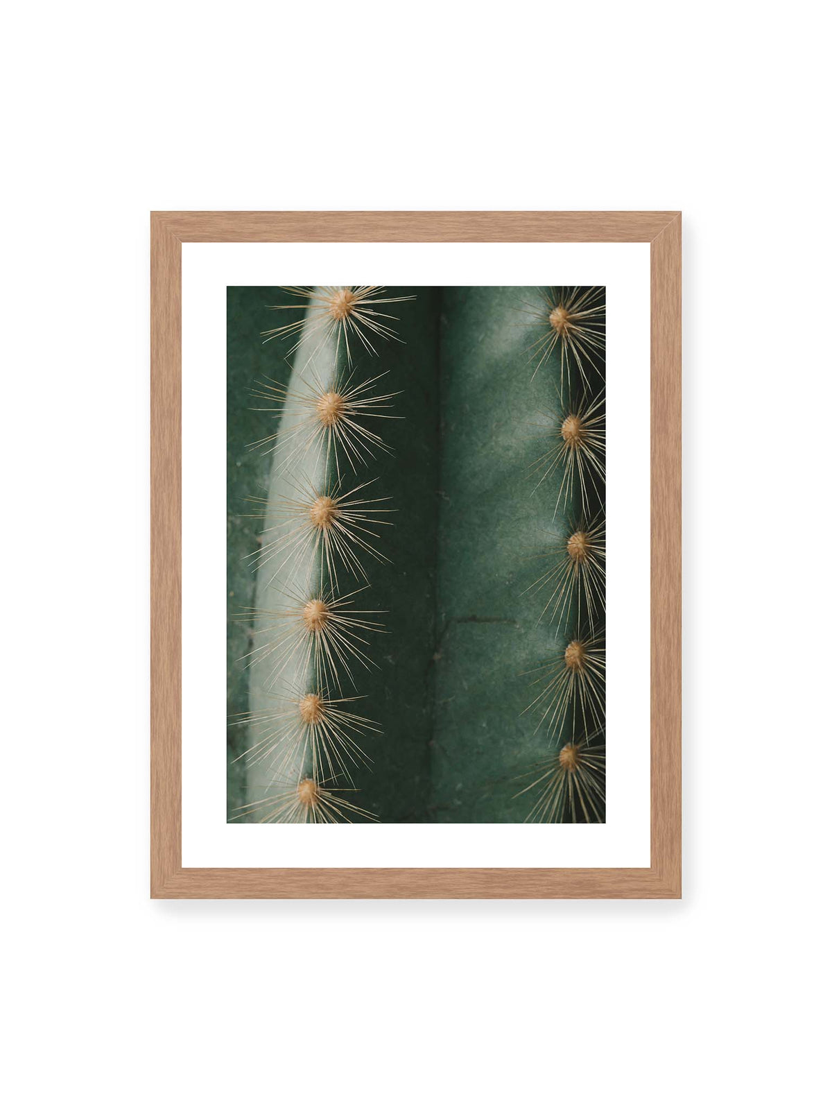 30x40 cm, weißer Galerie-Rand, Eichenrahmen – Nahaufnahme eines grünen Kaktus mit langen goldfarbenen Dornen entlang vertikaler Rippen.
