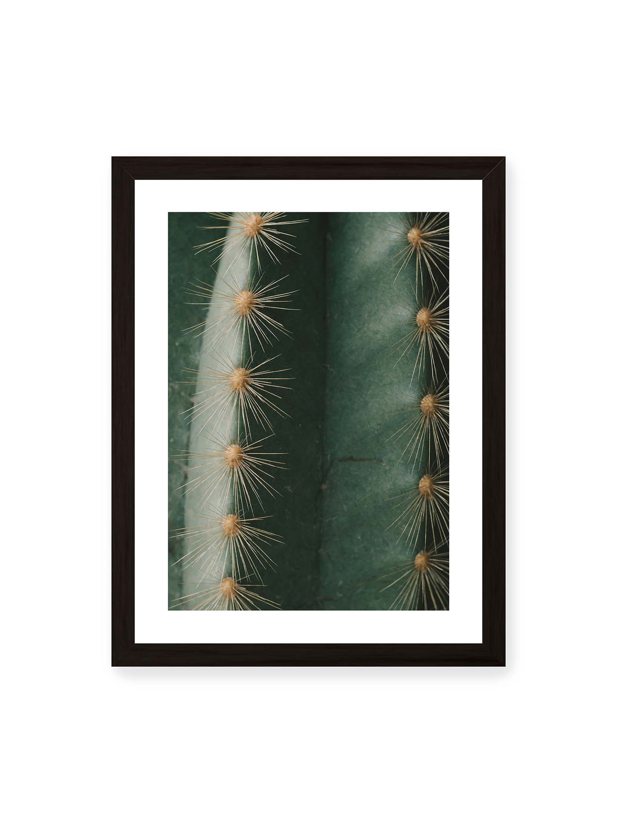 30x40 cm, weißer Galerie-Rand, schwarzer Rahmen – Nahaufnahme eines grünen Kaktus mit langen goldfarbenen Dornen entlang vertikaler Rippen.