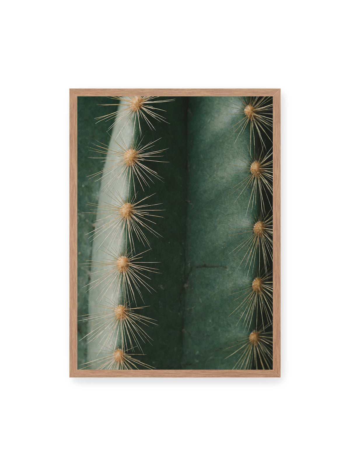 50x70 cm, Eichenrahmen – Nahaufnahme eines grünen Kaktus mit langen goldfarbenen Dornen entlang vertikaler Rippen.