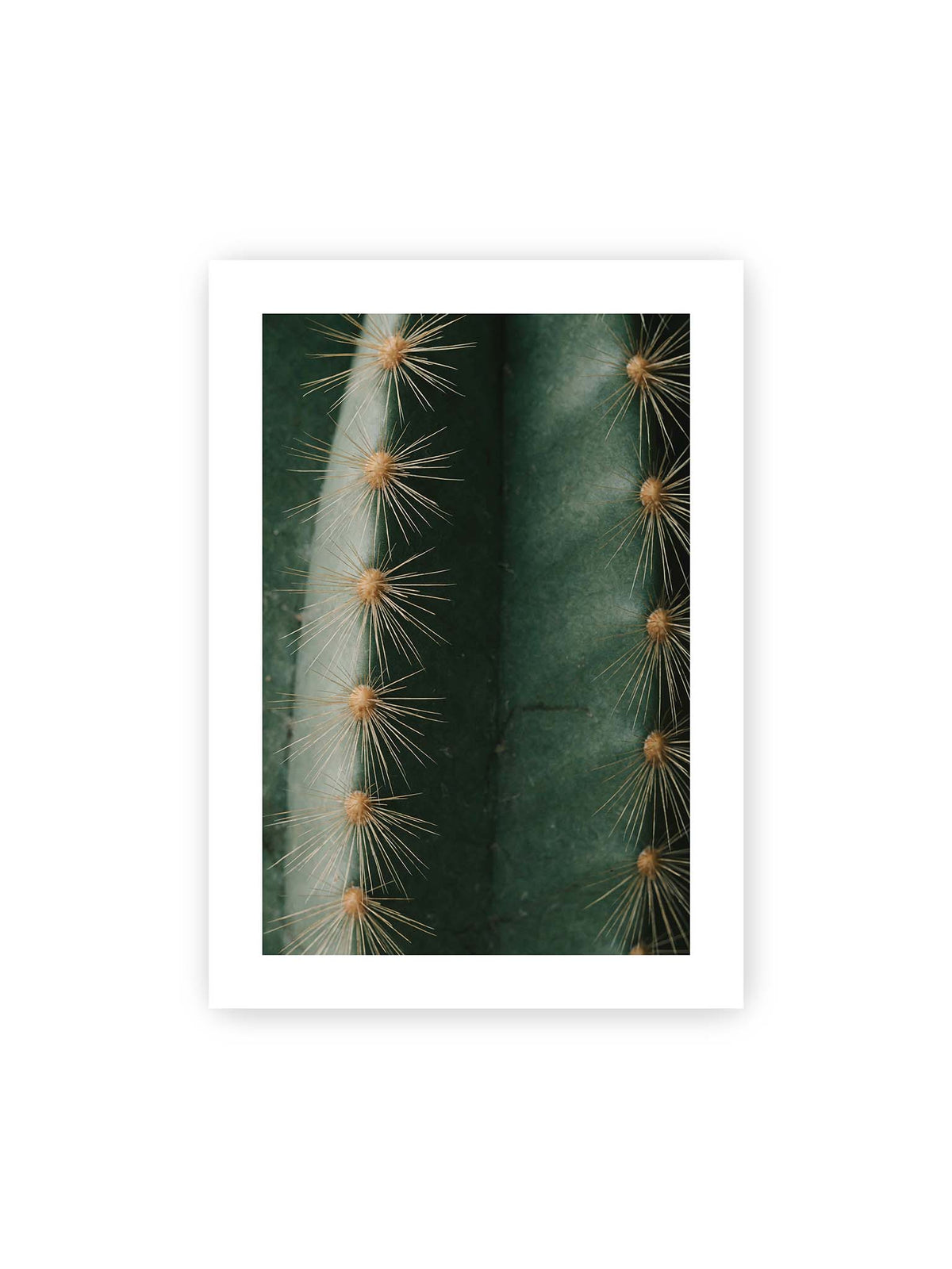 50x70 cm, weißer Galerie-Rand – Nahaufnahme eines grünen Kaktus mit langen goldfarbenen Dornen entlang vertikaler Rippen.