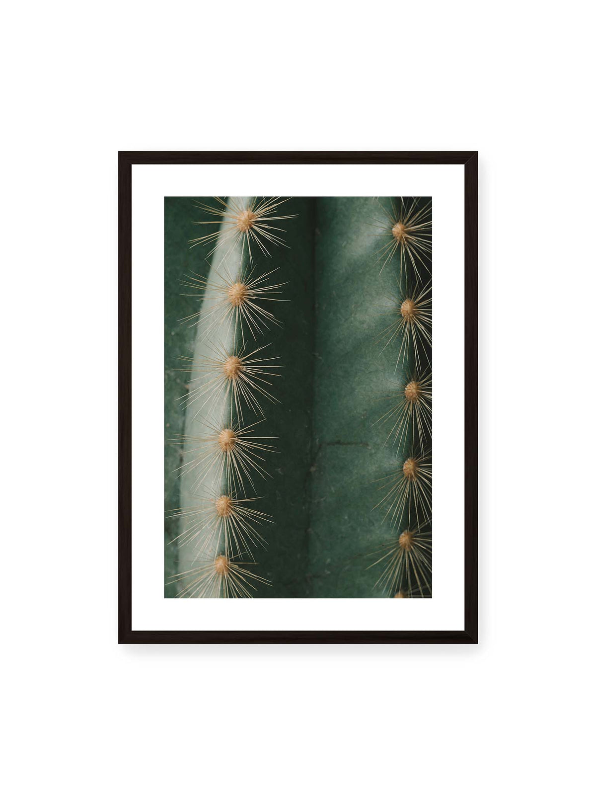 50x70 cm, weißer Galerie-Rand, schwarzer Rahmen – Nahaufnahme eines grünen Kaktus mit langen goldfarbenen Dornen entlang vertikaler Rippen.