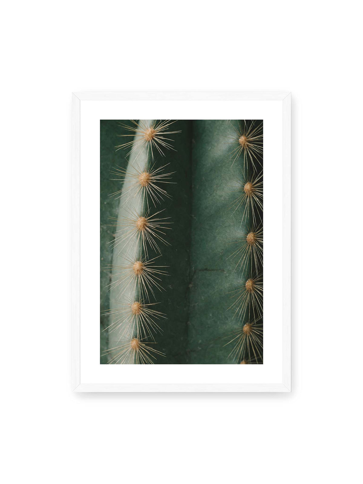 50x70 cm, weißer Galerie-Rand, weißer Rahmen – Nahaufnahme eines grünen Kaktus mit langen goldfarbenen Dornen entlang vertikaler Rippen.