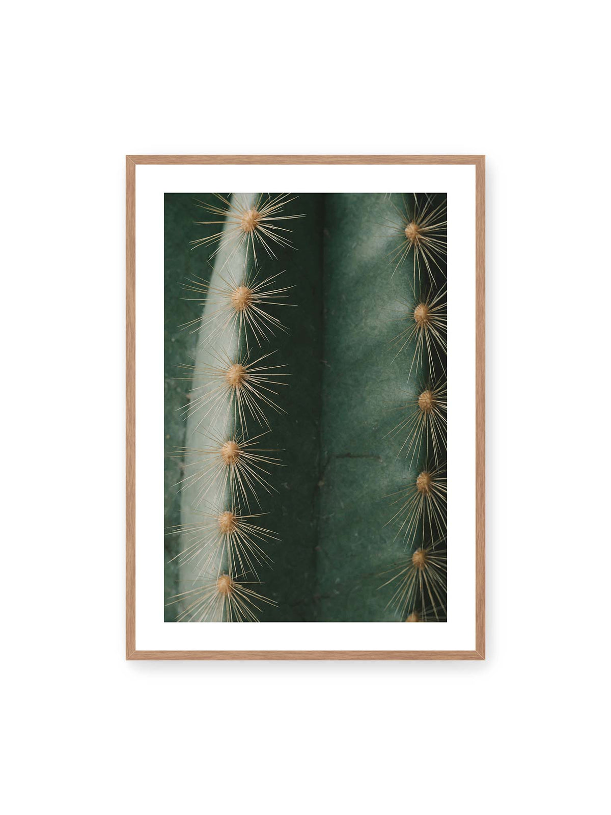 70x100 cm, weißer Galerie-Rand, Eichenrahmen – Nahaufnahme eines grünen Kaktus mit langen goldfarbenen Dornen entlang vertikaler Rippen.