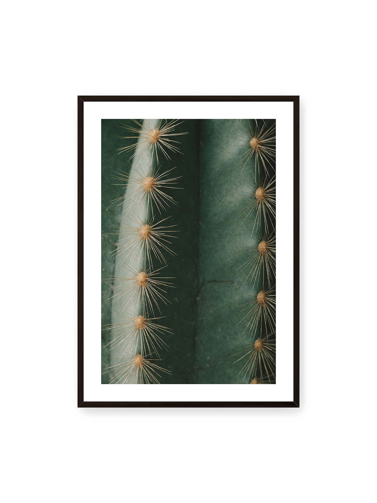 70x100 cm, weißer Galerie-Rand, schwarzer Rahmen – Nahaufnahme eines grünen Kaktus mit langen goldfarbenen Dornen entlang vertikaler Rippen.