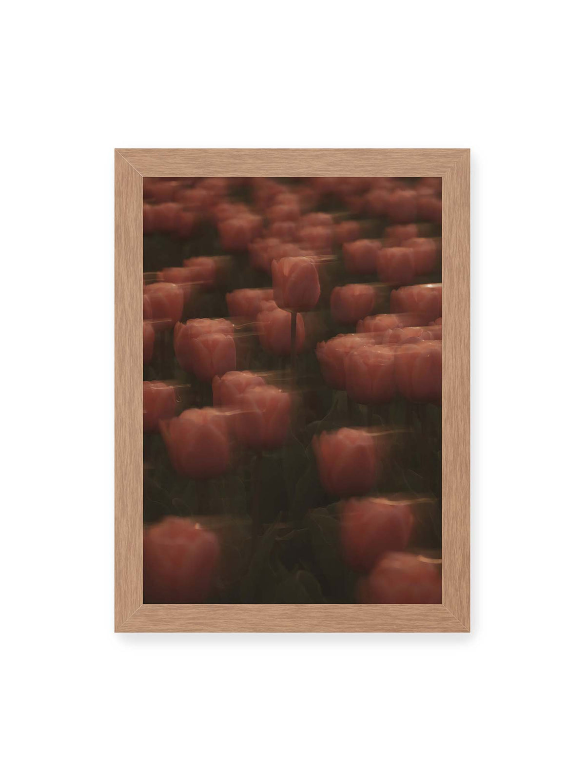 21x30 cm, Eichenrahmen – Rosafarbene Tulpen mit weichen, bewegten Konturen und einer klareren Blüte nahe der Bildmitte.
