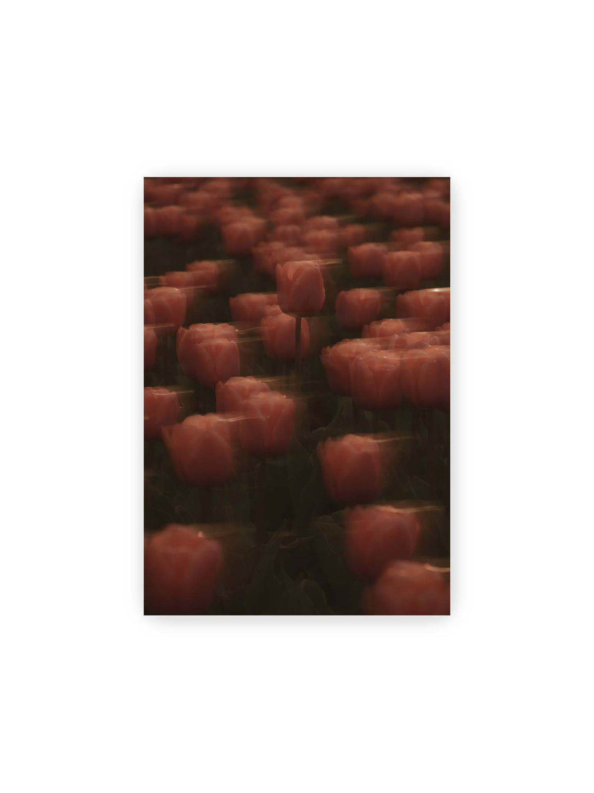 21x30 cm – Rosafarbene Tulpen mit weichen, bewegten Konturen und einer klareren Blüte nahe der Bildmitte.