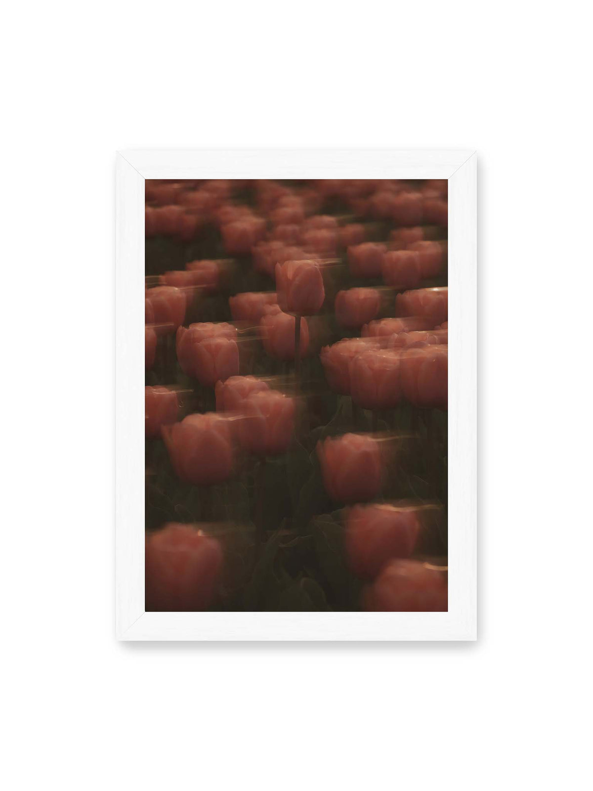 21x30 cm, weißer Rahmen – Rosafarbene Tulpen mit weichen, bewegten Konturen und einer klareren Blüte nahe der Bildmitte.