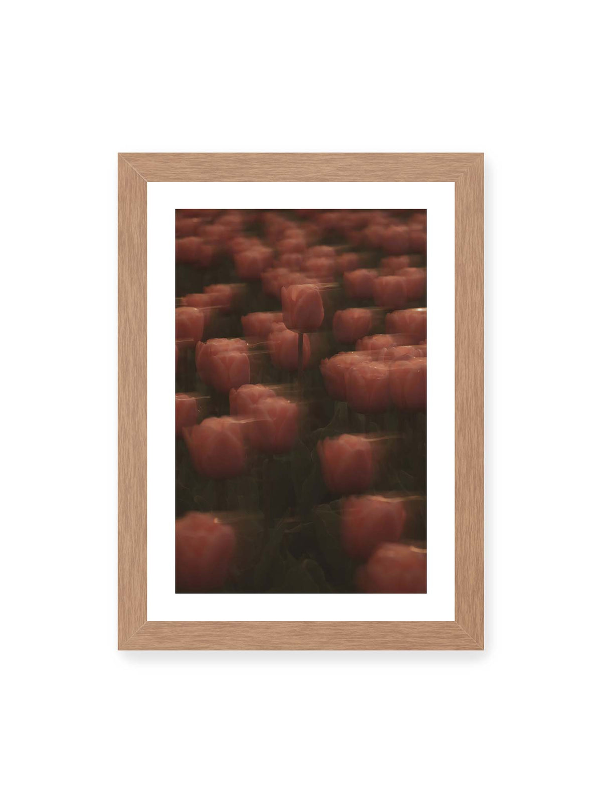 21x30 cm, weißer Galerie-Rand, Eichenrahmen – Rosafarbene Tulpen mit weichen, bewegten Konturen und einer klareren Blüte nahe der Bildmitte.