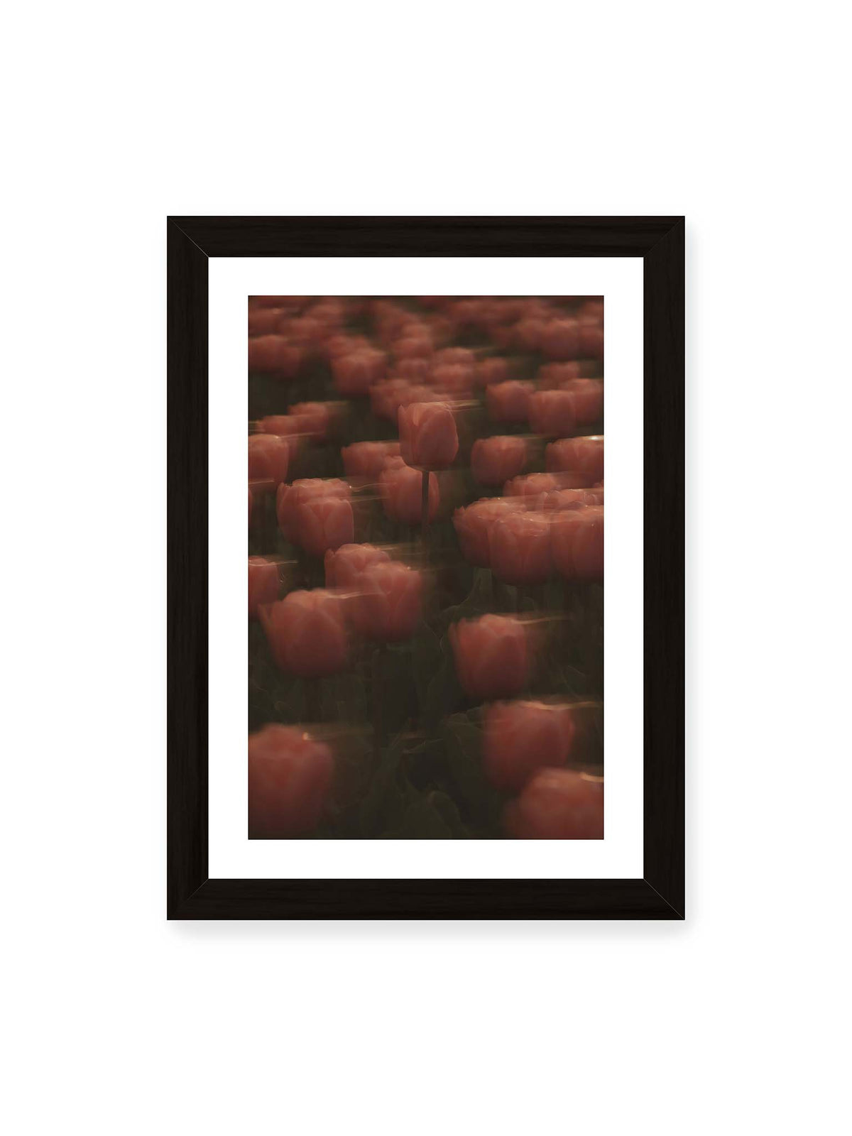 21x30 cm, weißer Galerie-Rand, schwarzer Rahmen – Rosafarbene Tulpen mit weichen, bewegten Konturen und einer klareren Blüte nahe der Bildmitte.