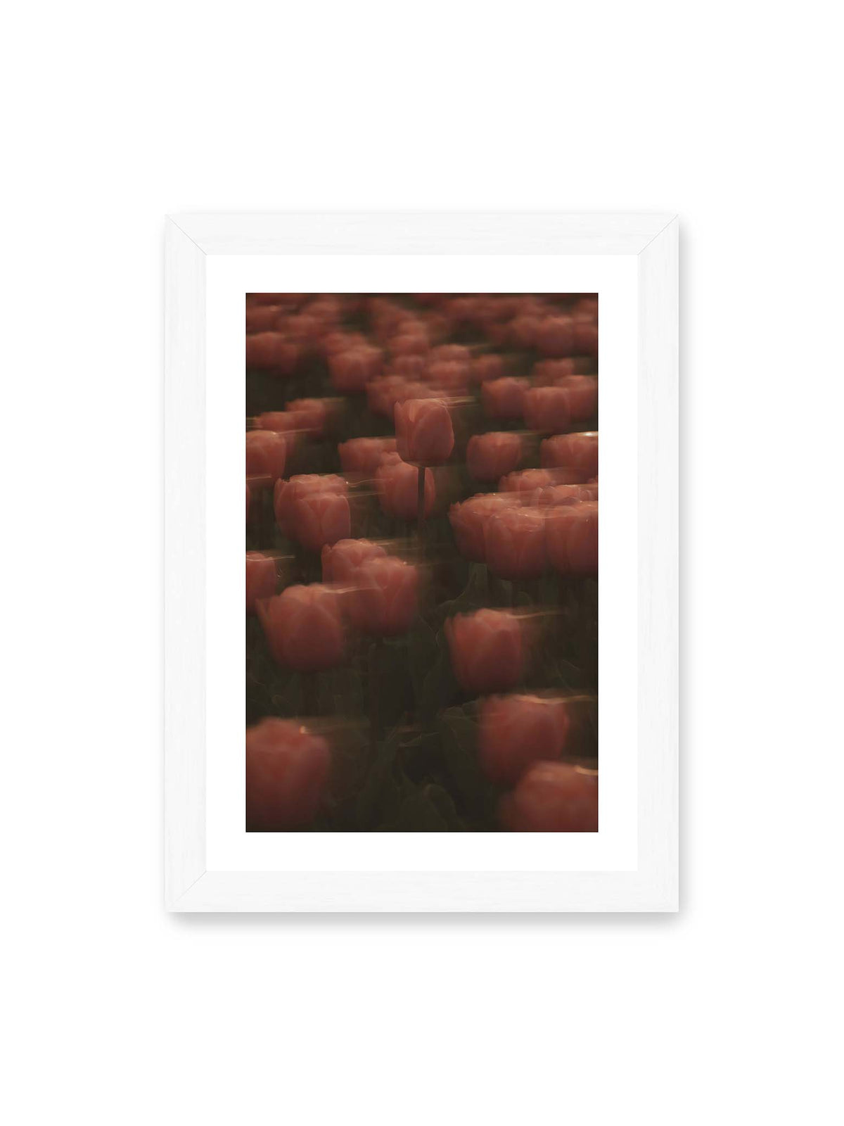 21x30 cm, weißer Galerie-Rand, weißer Rahmen – Rosafarbene Tulpen mit weichen, bewegten Konturen und einer klareren Blüte nahe der Bildmitte.