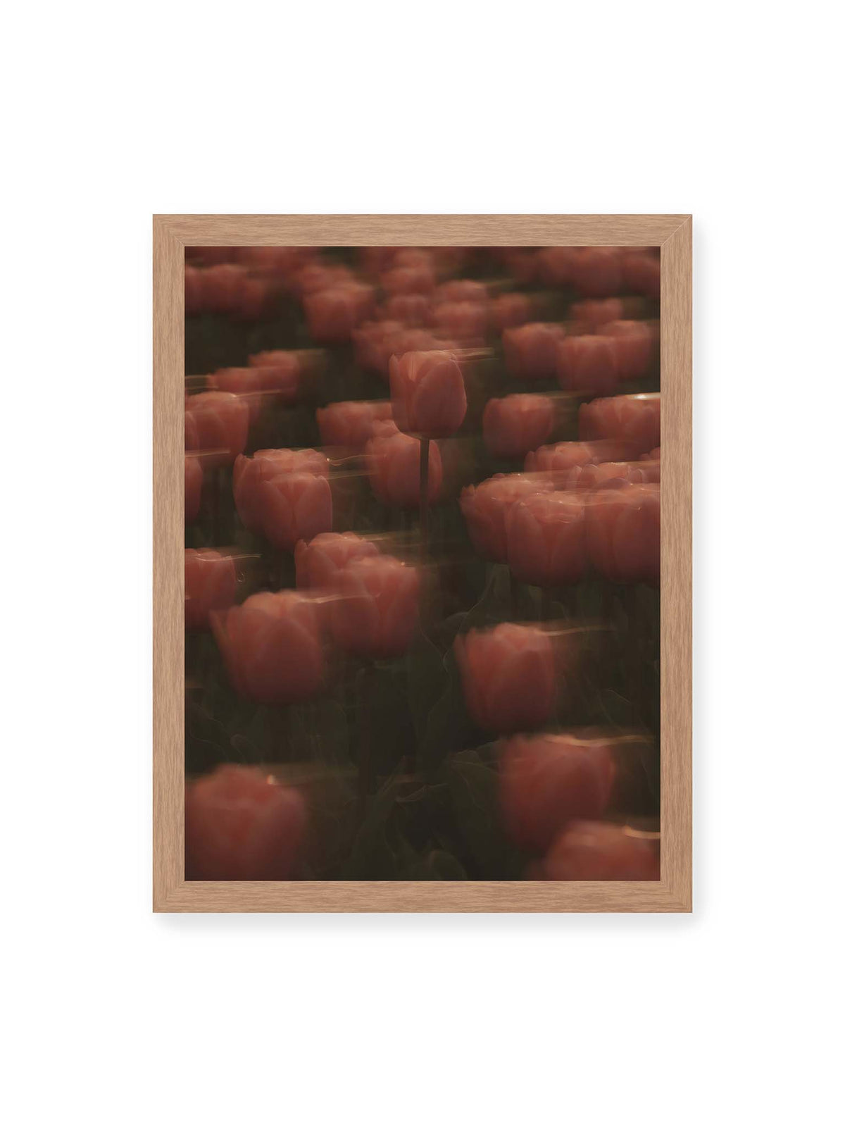30x40 cm, Eichenrahmen – Rosafarbene Tulpen mit weichen, bewegten Konturen und einer klareren Blüte nahe der Bildmitte.
