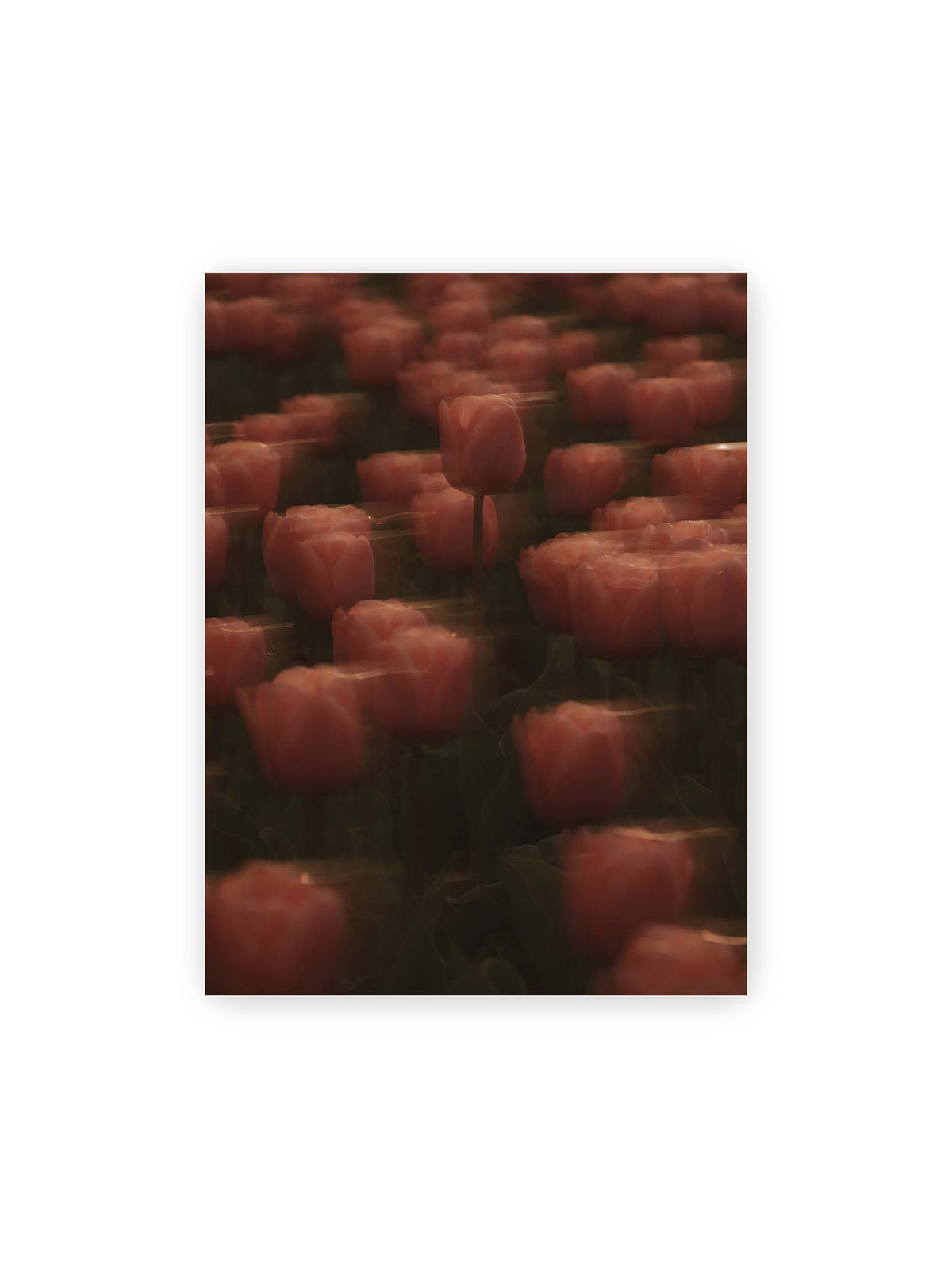 30x40 cm – Rosafarbene Tulpen mit weichen, bewegten Konturen und einer klareren Blüte nahe der Bildmitte.