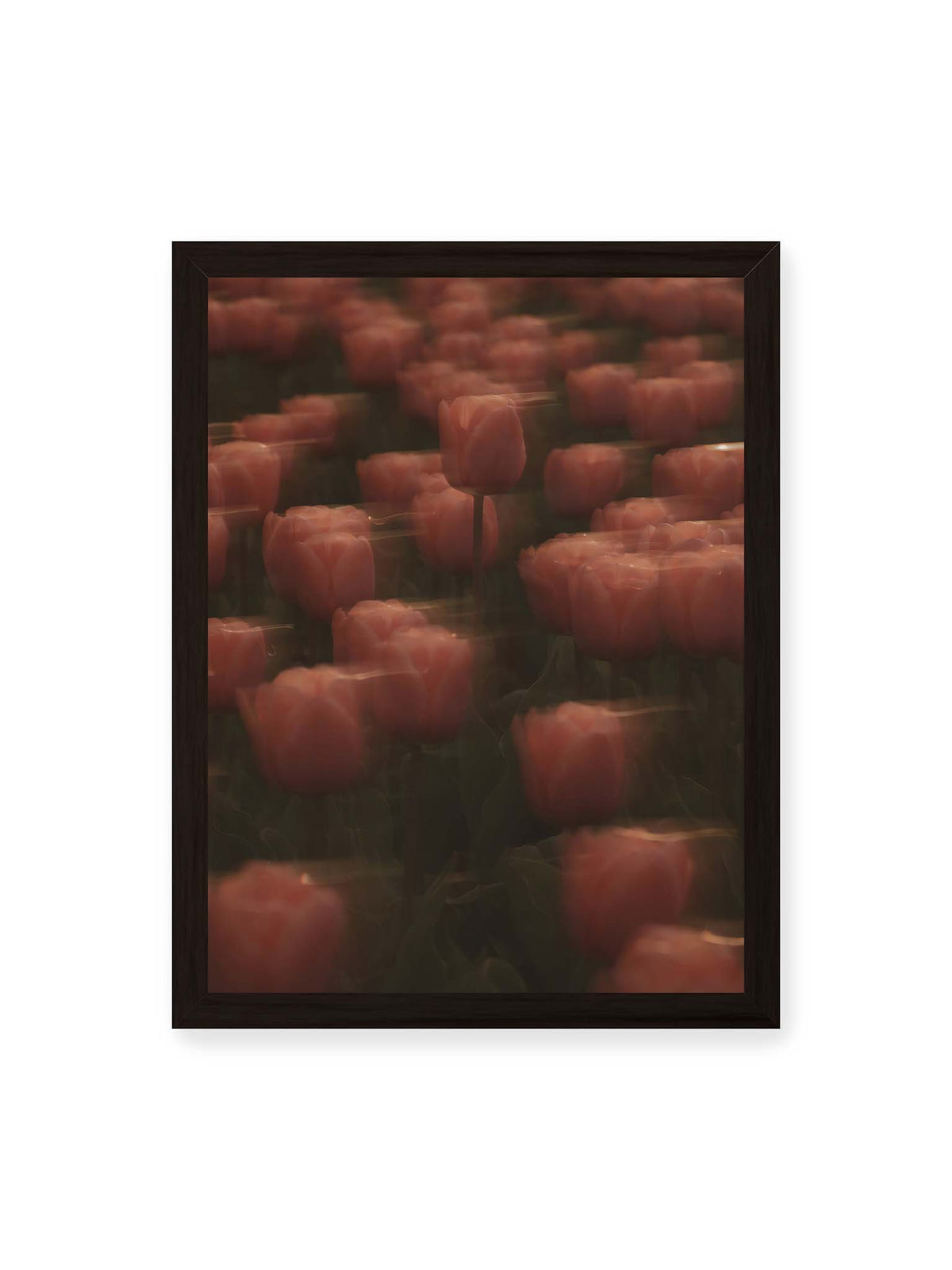 30x40 cm, schwarzer Rahmen – Rosafarbene Tulpen mit weichen, bewegten Konturen und einer klareren Blüte nahe der Bildmitte.