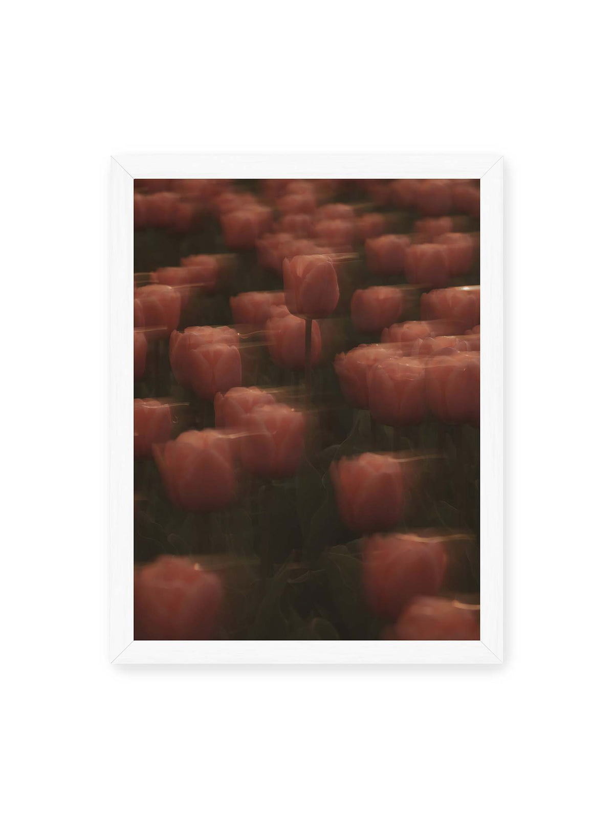 30x40 cm, weißer Rahmen – Rosafarbene Tulpen mit weichen, bewegten Konturen und einer klareren Blüte nahe der Bildmitte.