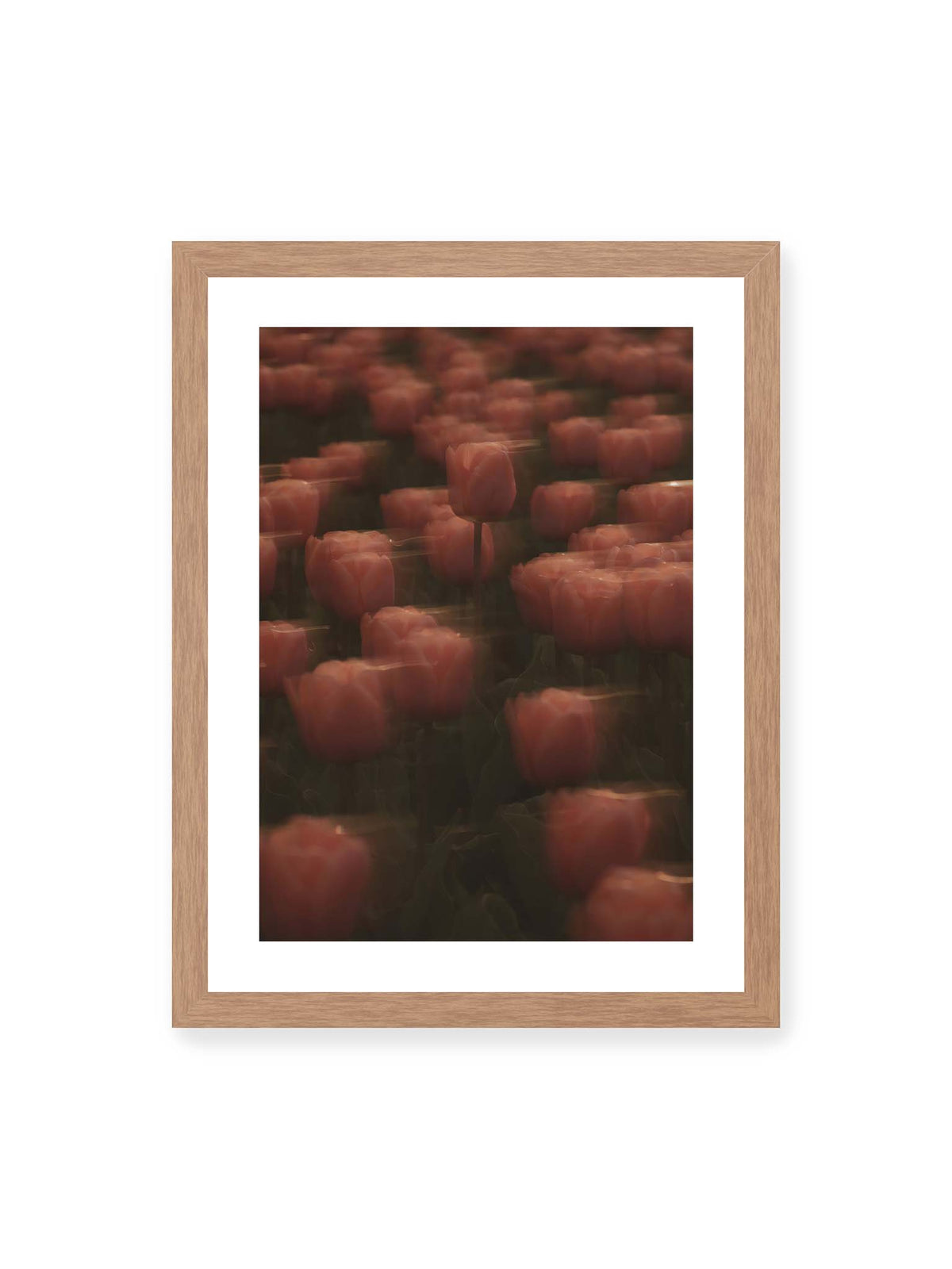 30x40 cm, weißer Galerie-Rand, Eichenrahmen – Rosafarbene Tulpen mit weichen, bewegten Konturen und einer klareren Blüte nahe der Bildmitte.