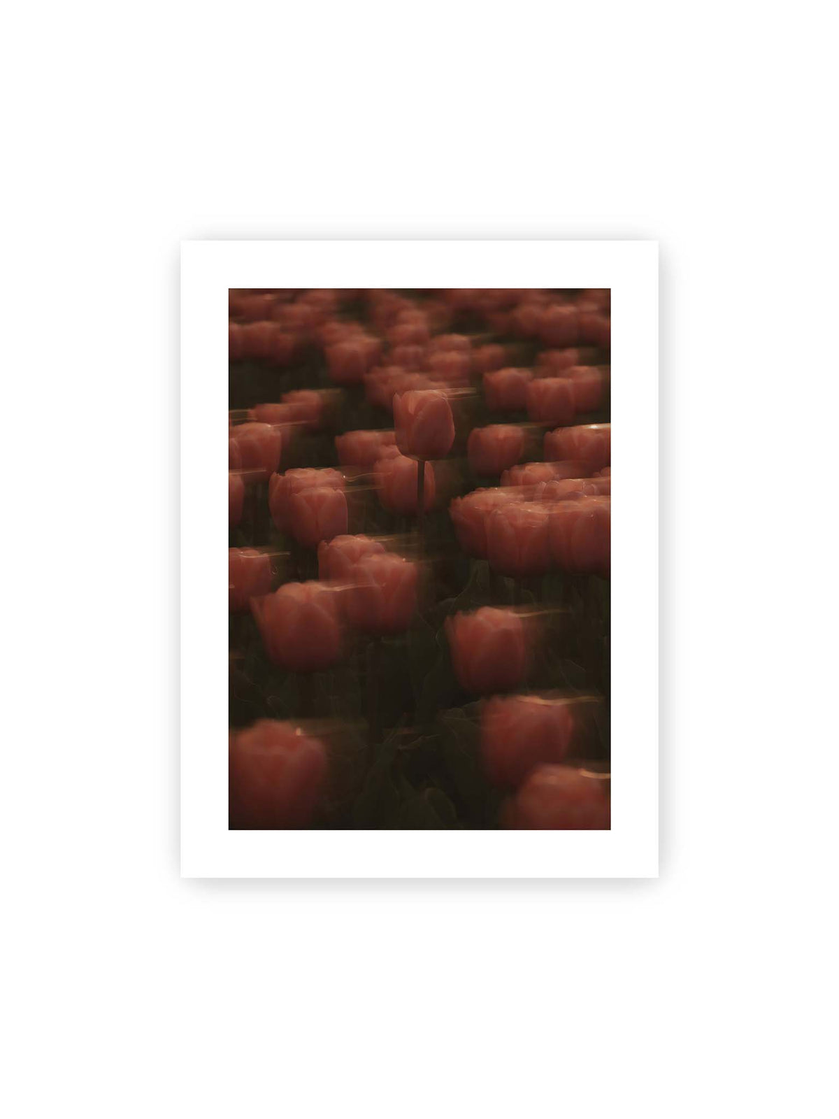 30x40 cm, weißer Galerie-Rand – Rosafarbene Tulpen mit weichen, bewegten Konturen und einer klareren Blüte nahe der Bildmitte.