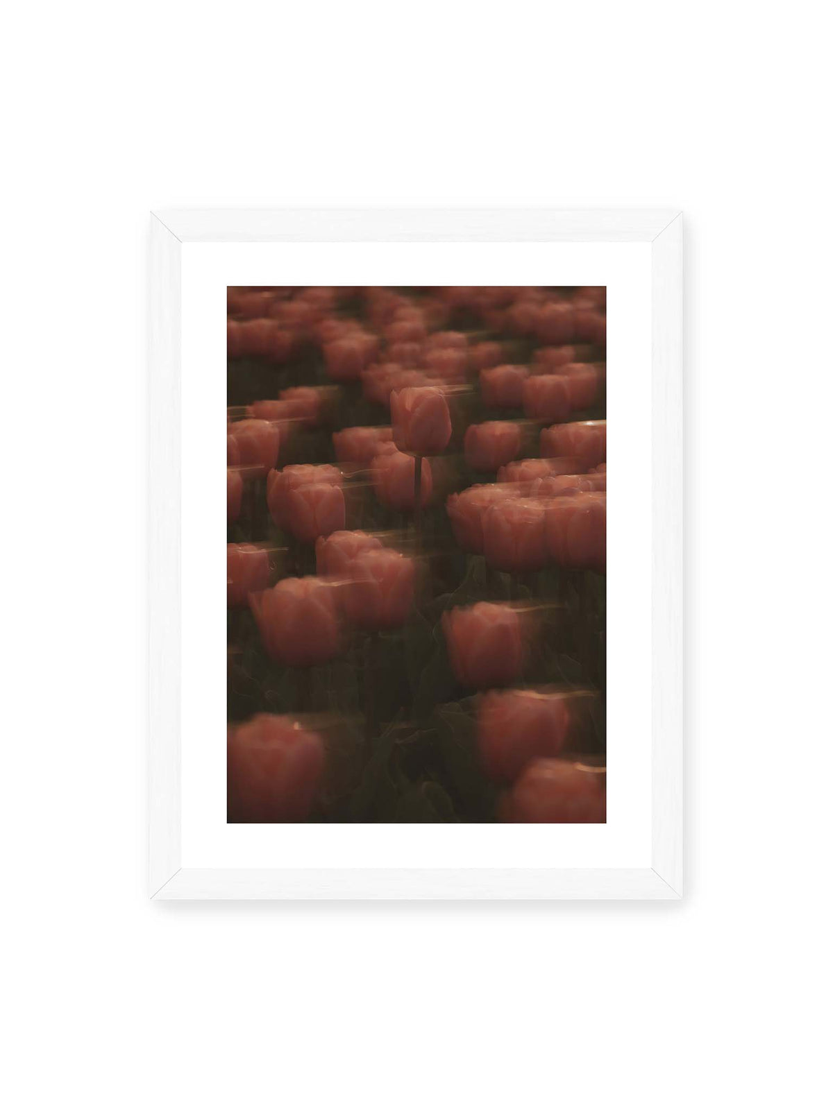30x40 cm, weißer Galerie-Rand, weißer Rahmen – Rosafarbene Tulpen mit weichen, bewegten Konturen und einer klareren Blüte nahe der Bildmitte.