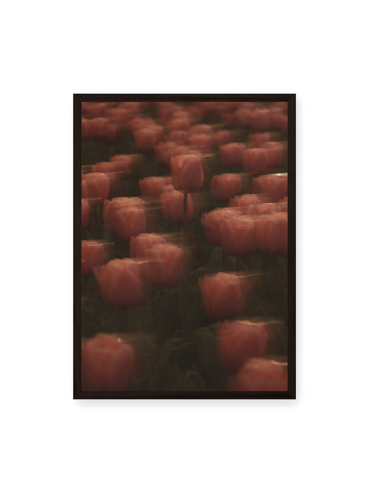 50x70 cm, schwarzer Rahmen – Rosafarbene Tulpen mit weichen, bewegten Konturen und einer klareren Blüte nahe der Bildmitte.
