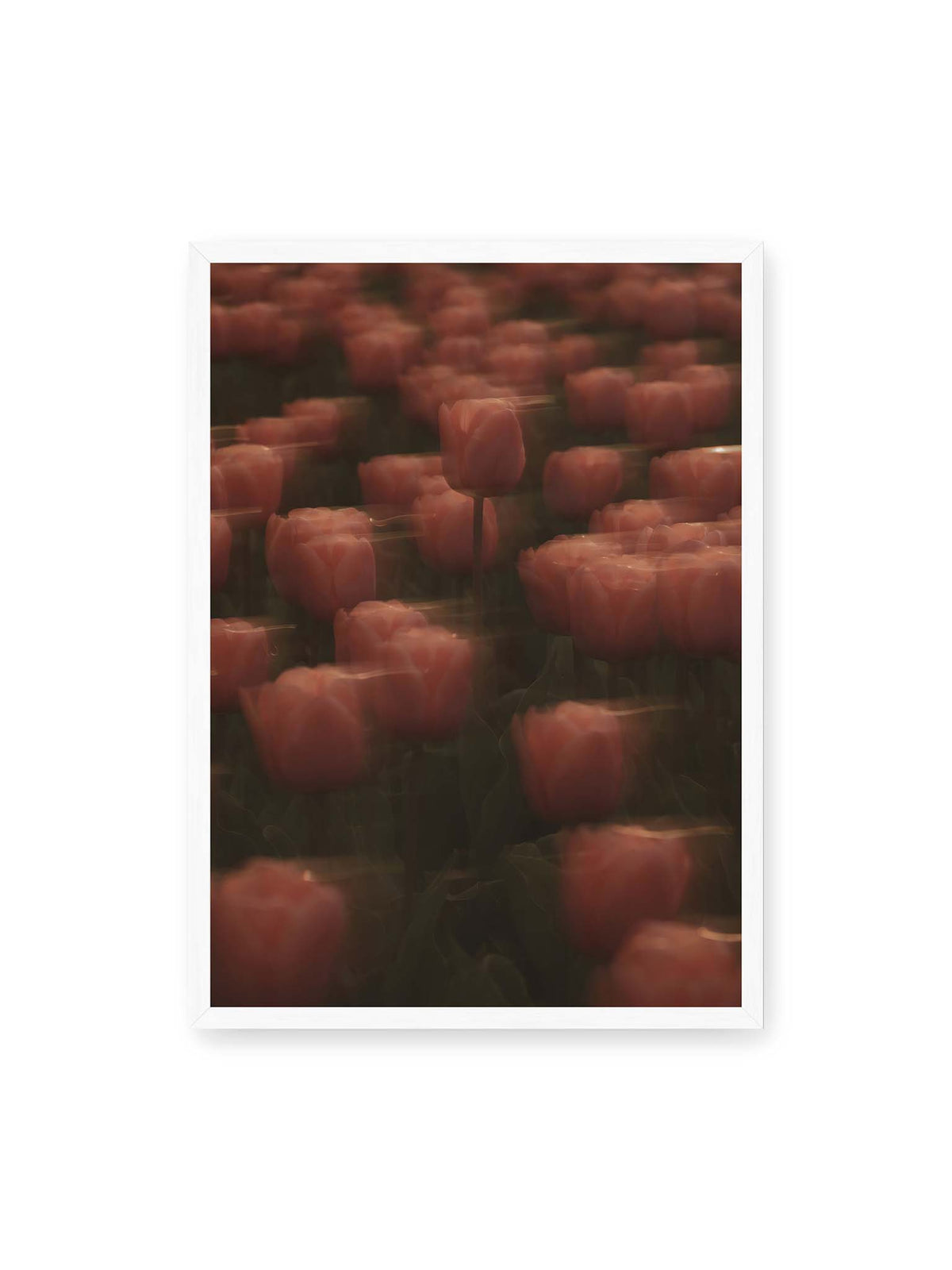 50x70 cm, weißer Rahmen – Rosafarbene Tulpen mit weichen, bewegten Konturen und einer klareren Blüte nahe der Bildmitte.