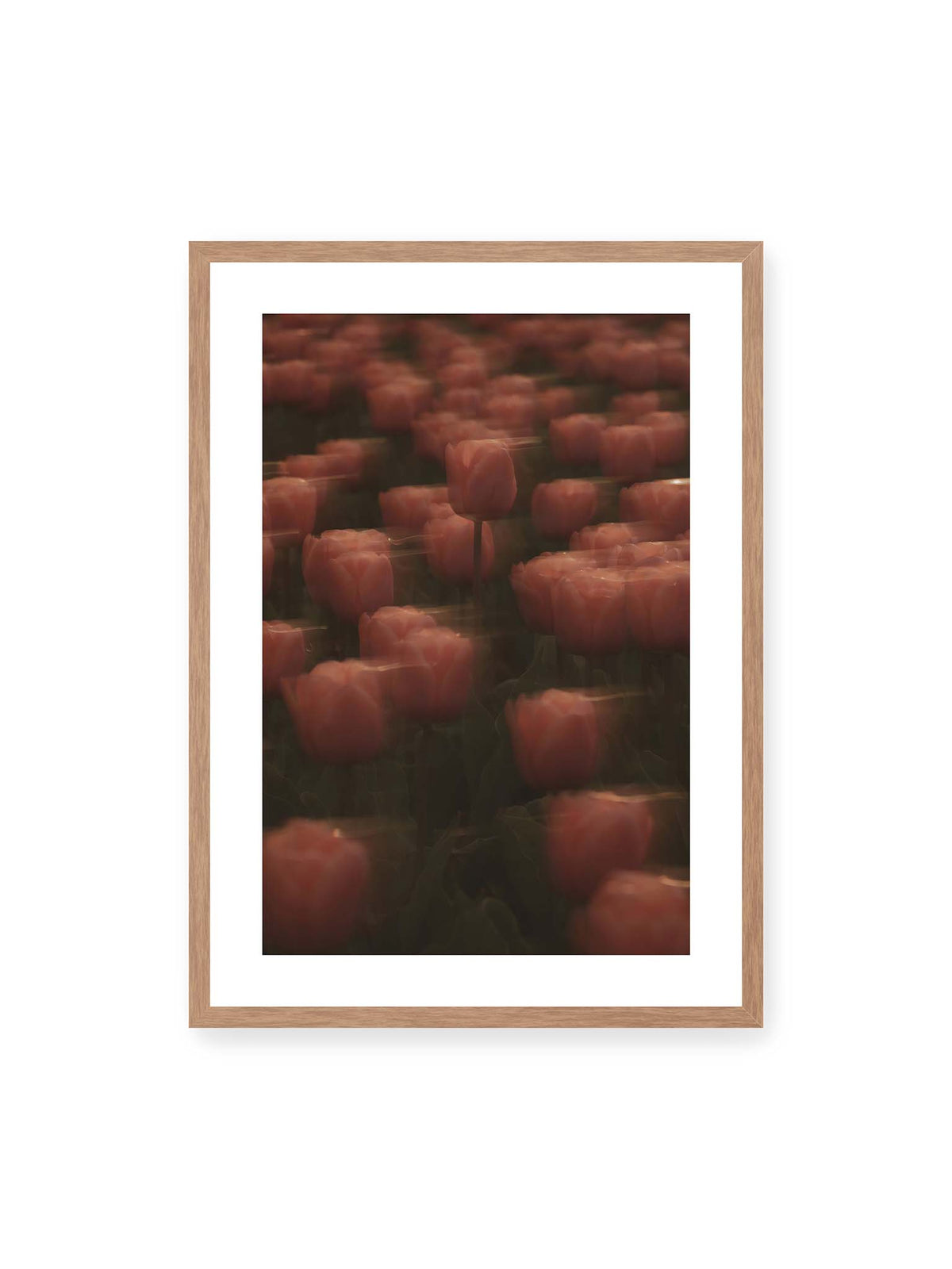 50x70 cm, weißer Galerie-Rand, Eichenrahmen – Rosafarbene Tulpen mit weichen, bewegten Konturen und einer klareren Blüte nahe der Bildmitte.