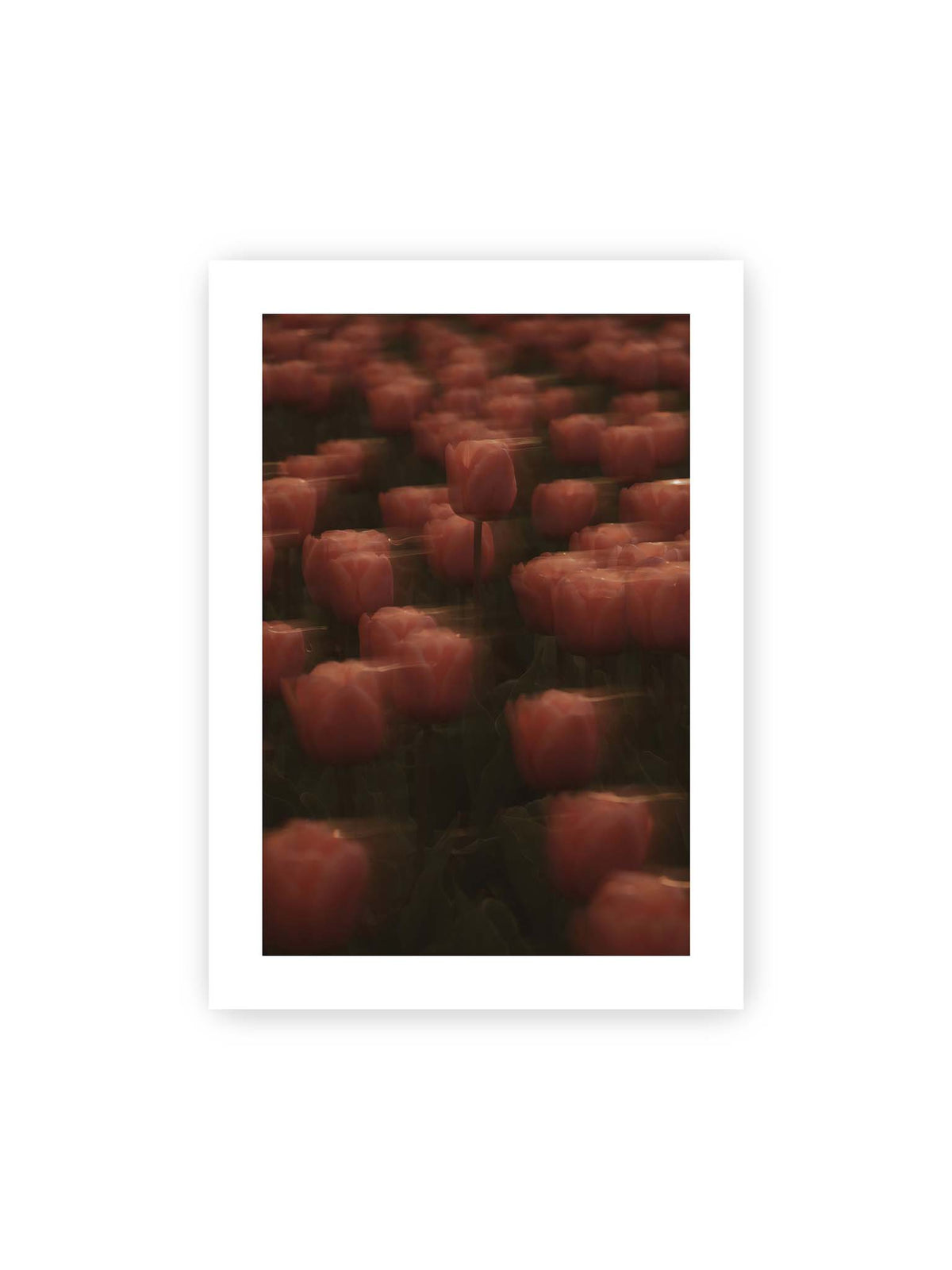 50x70 cm, weißer Galerie-Rand – Rosafarbene Tulpen mit weichen, bewegten Konturen und einer klareren Blüte nahe der Bildmitte.