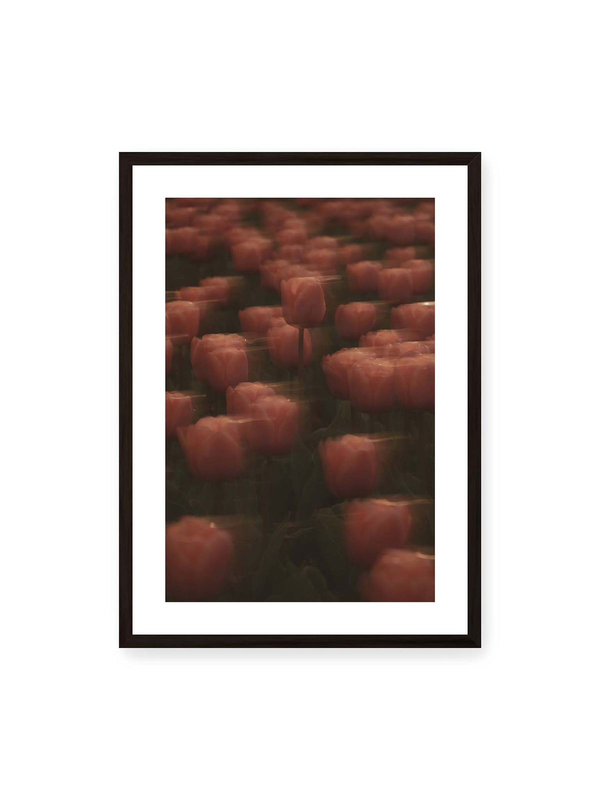 50x70 cm, weißer Galerie-Rand, schwarzer Rahmen – Rosafarbene Tulpen mit weichen, bewegten Konturen und einer klareren Blüte nahe der Bildmitte.