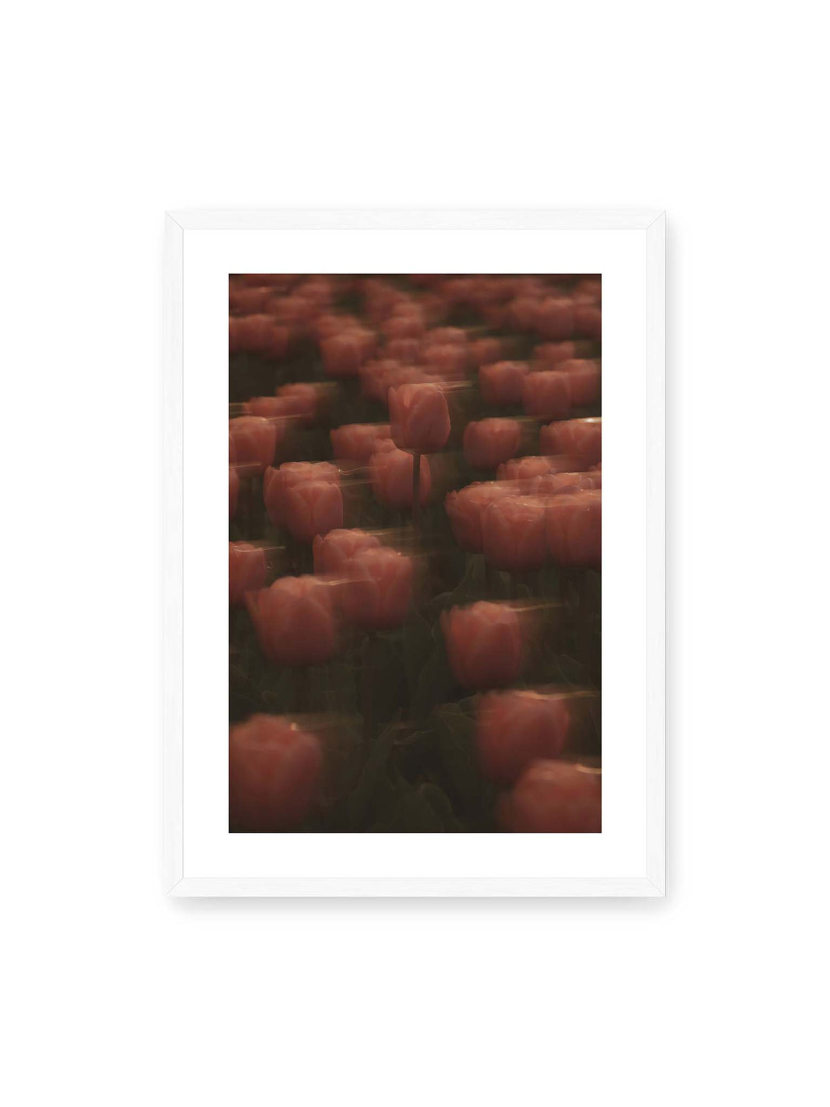 50x70 cm, weißer Galerie-Rand, weißer Rahmen – Rosafarbene Tulpen mit weichen, bewegten Konturen und einer klareren Blüte nahe der Bildmitte.