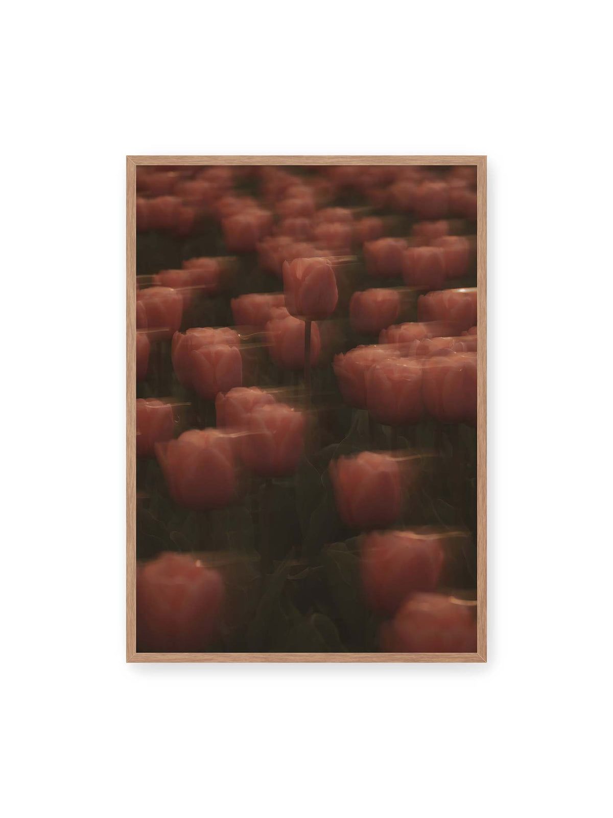 70x100 cm, Eichenrahmen – Rosafarbene Tulpen mit weichen, bewegten Konturen und einer klareren Blüte nahe der Bildmitte.