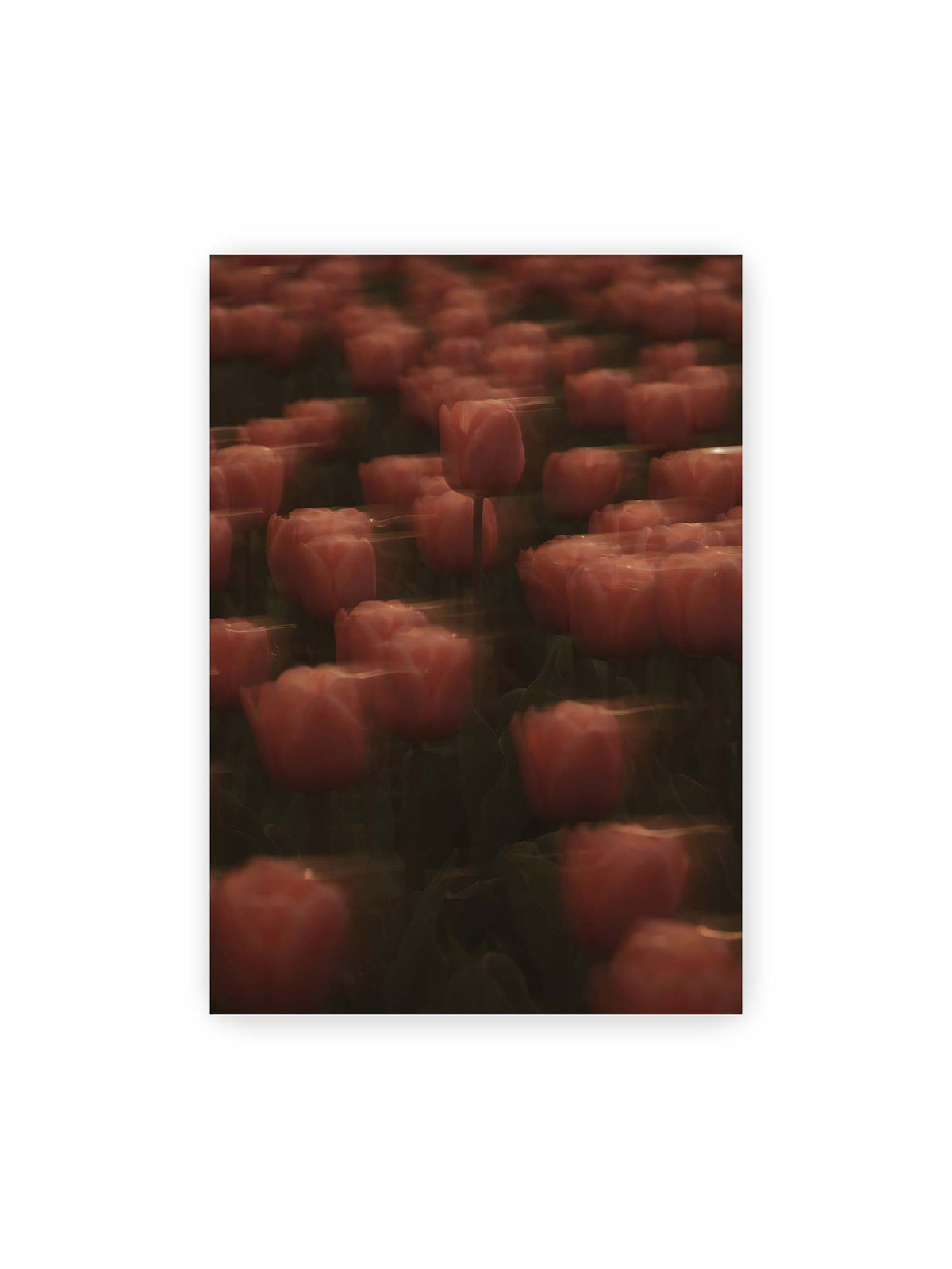 70x100 cm – Rosafarbene Tulpen mit weichen, bewegten Konturen und einer klareren Blüte nahe der Bildmitte.
