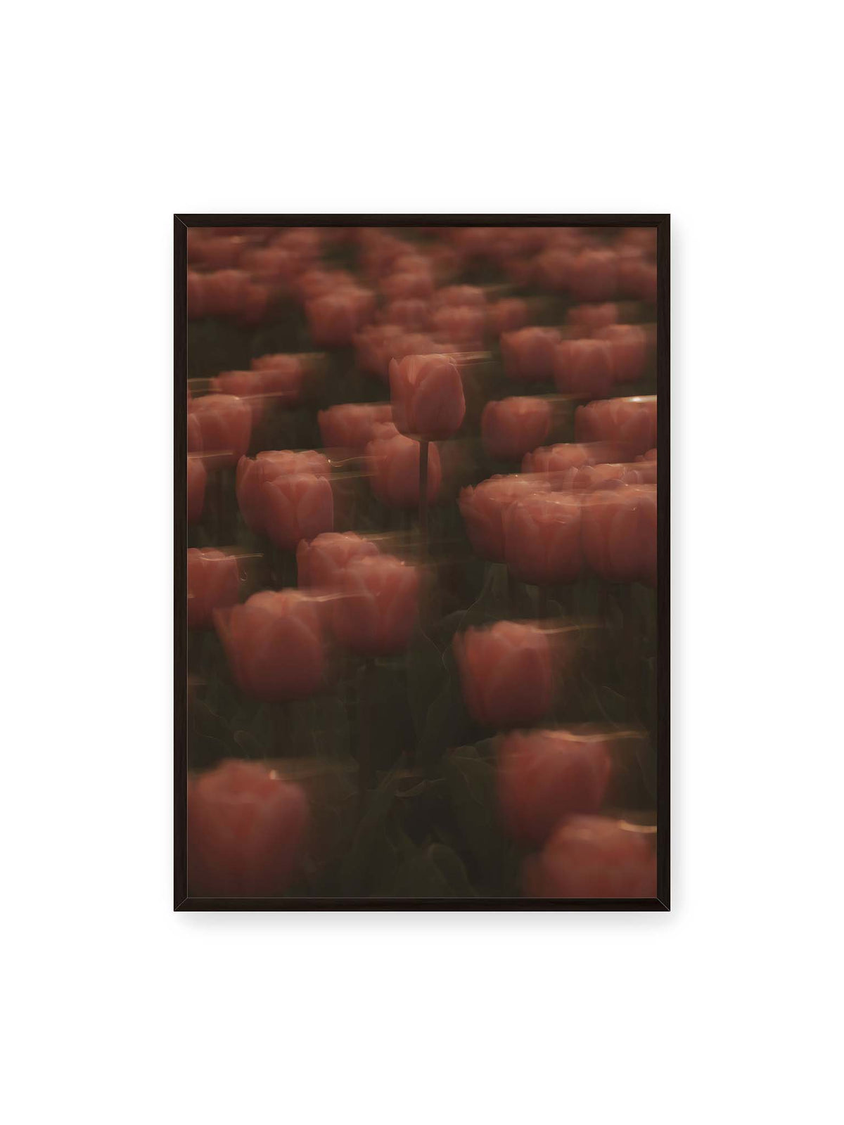 70x100 cm, schwarzer Rahmen – Rosafarbene Tulpen mit weichen, bewegten Konturen und einer klareren Blüte nahe der Bildmitte.