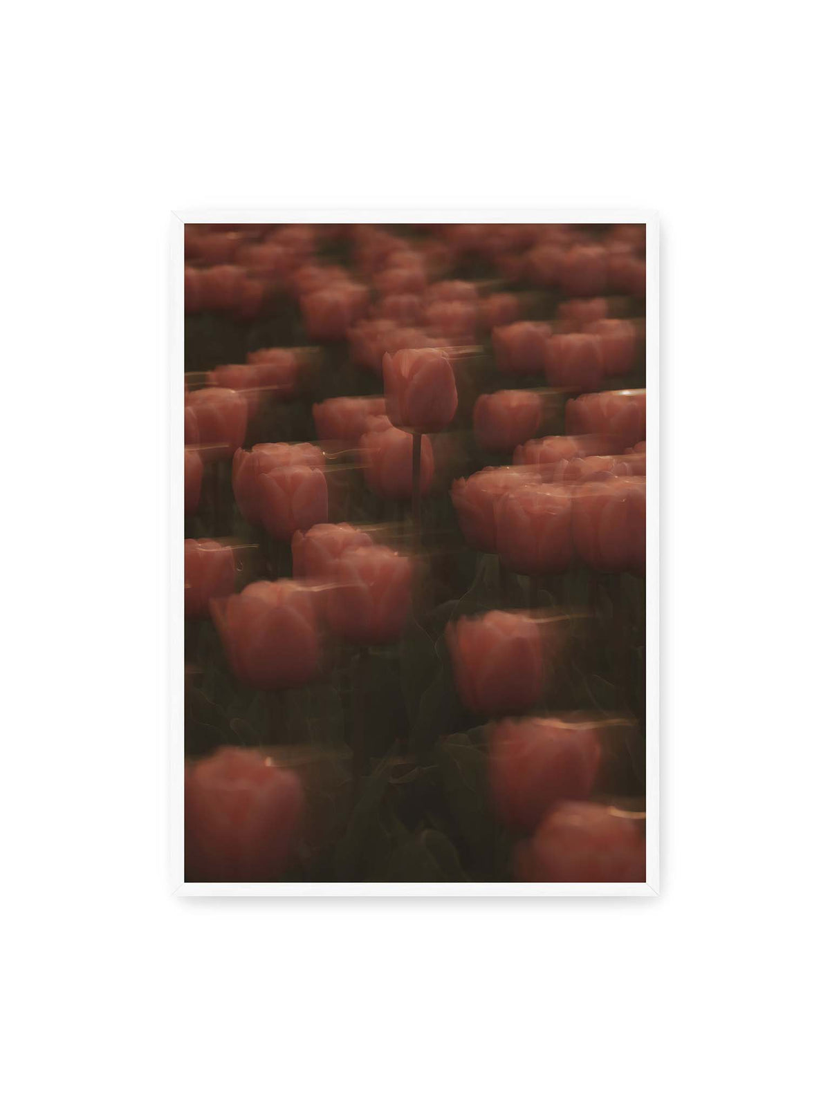 70x100 cm, weißer Rahmen – Rosafarbene Tulpen mit weichen, bewegten Konturen und einer klareren Blüte nahe der Bildmitte.