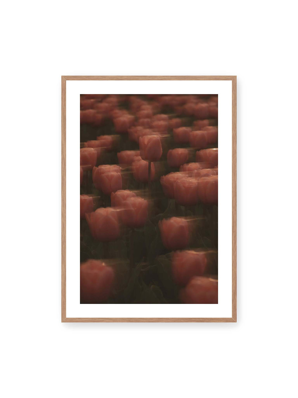 70x100 cm, weißer Galerie-Rand, Eichenrahmen – Rosafarbene Tulpen mit weichen, bewegten Konturen und einer klareren Blüte nahe der Bildmitte.