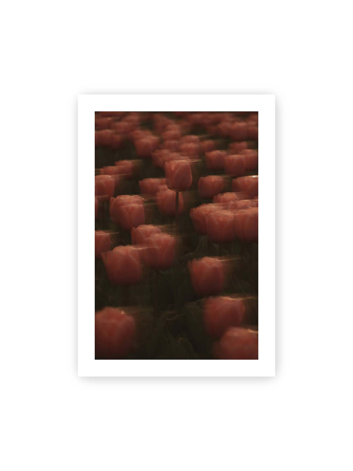 70x100 cm, weißer Galerie-Rand – Rosafarbene Tulpen mit weichen, bewegten Konturen und einer klareren Blüte nahe der Bildmitte.