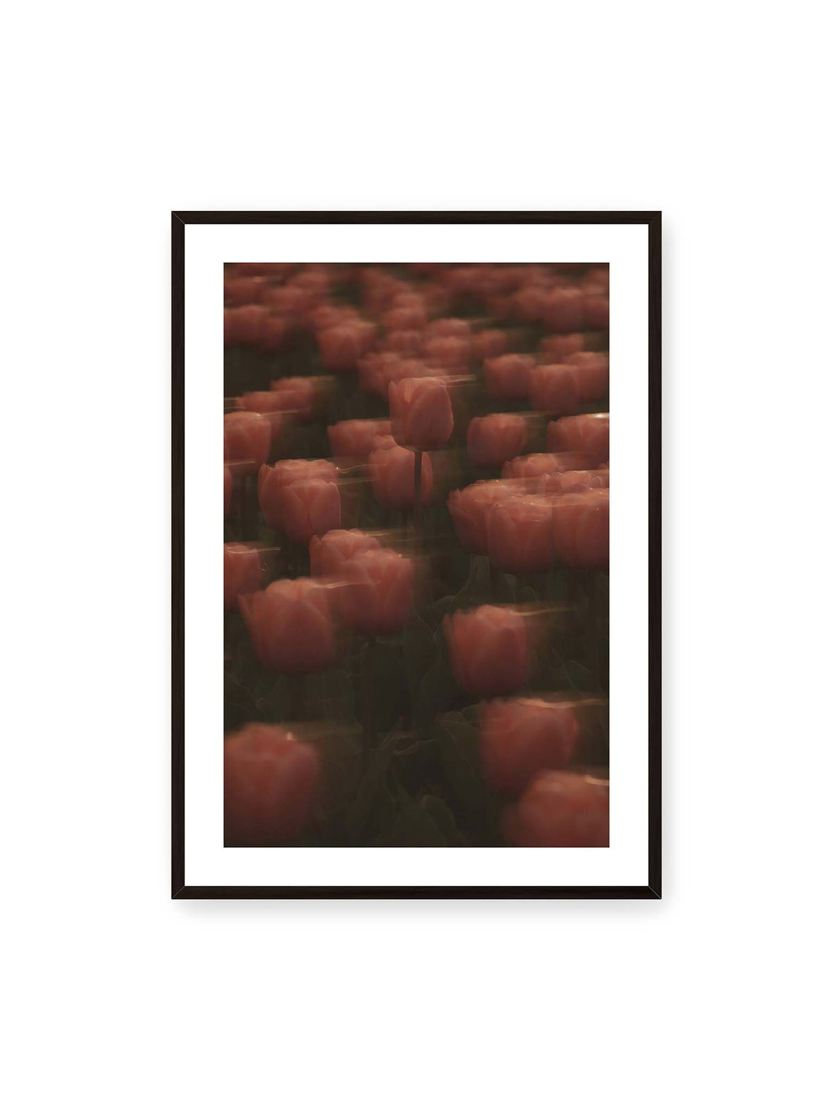 70x100 cm, weißer Galerie-Rand, schwarzer Rahmen – Rosafarbene Tulpen mit weichen, bewegten Konturen und einer klareren Blüte nahe der Bildmitte.