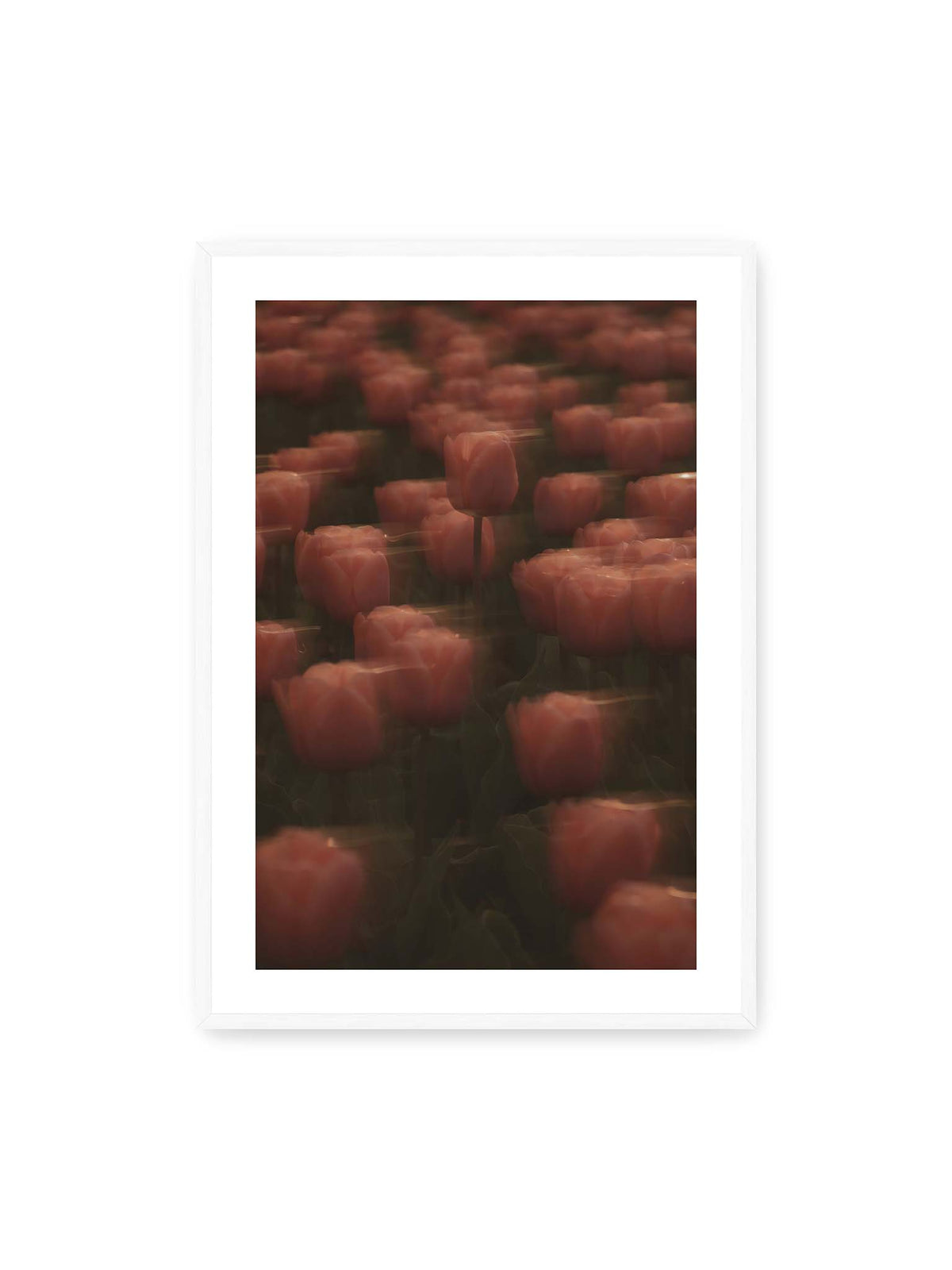 70x100 cm, weißer Galerie-Rand, weißer Rahmen – Rosafarbene Tulpen mit weichen, bewegten Konturen und einer klareren Blüte nahe der Bildmitte.