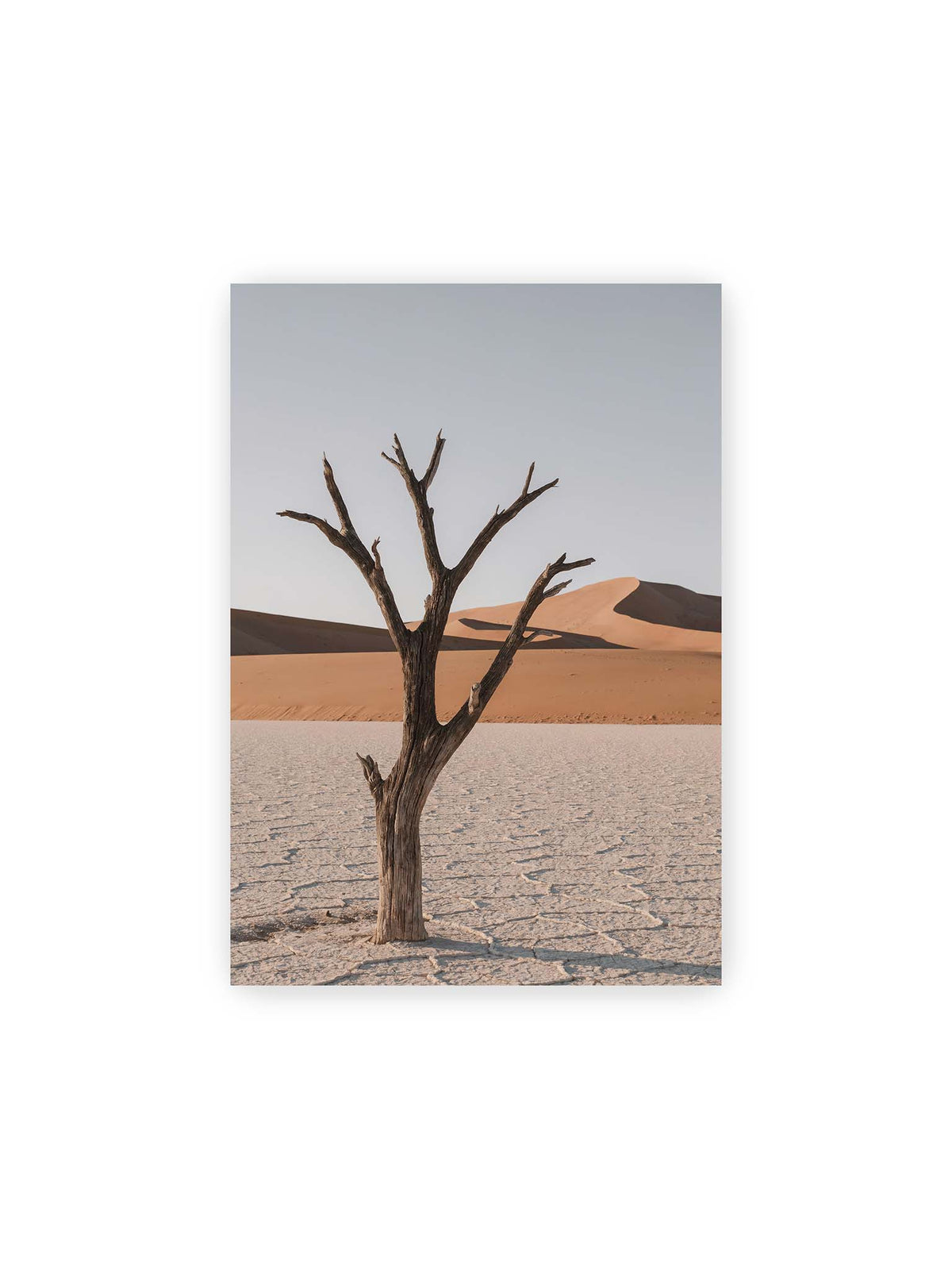 21x30 cm – Kahler Baum auf hellem, rissigem Boden vor orangefarbenen Sanddünen unter blassem Himmel.